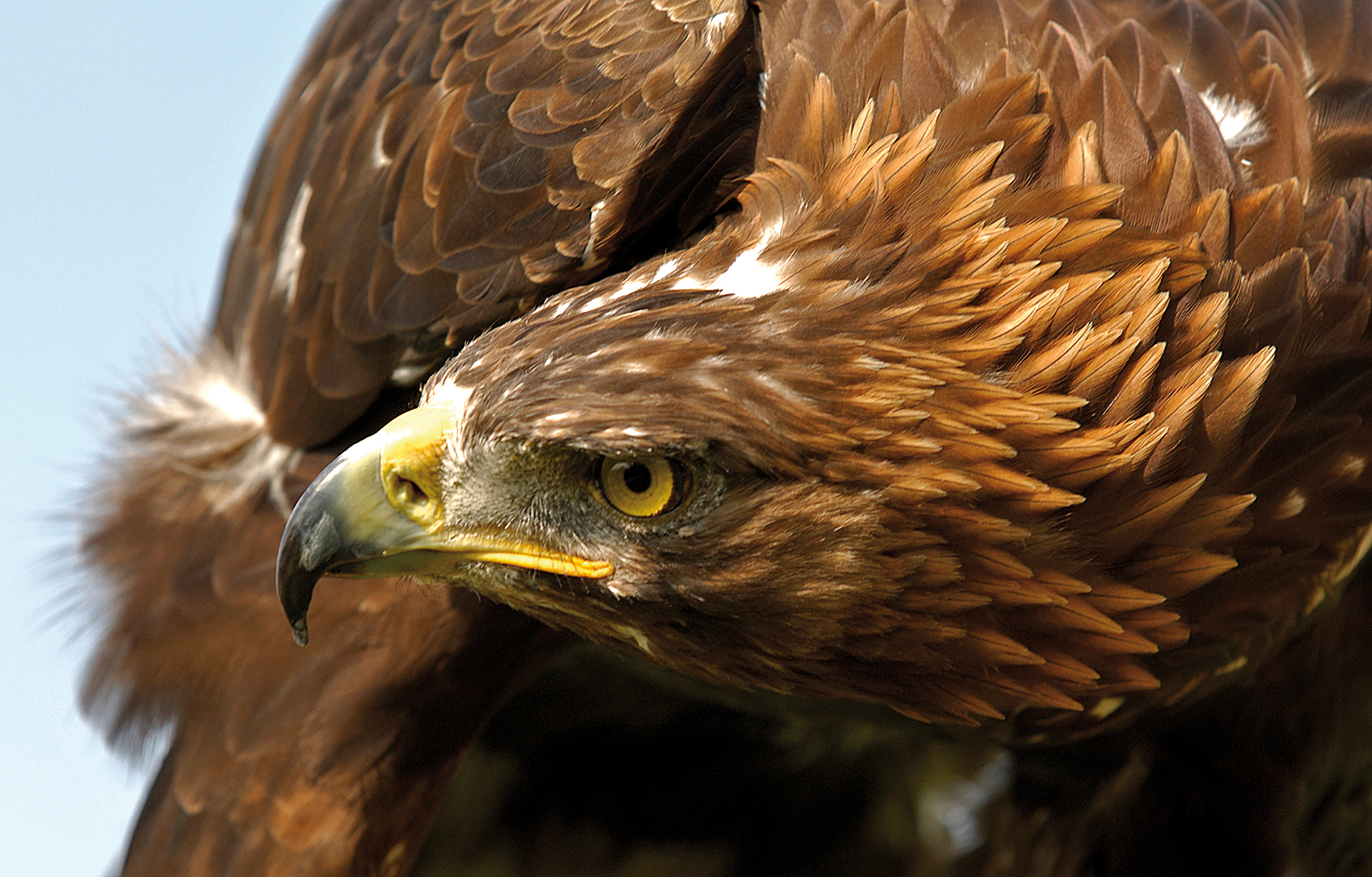 Animal Bird Eagle Golden Eagle 1920x1227