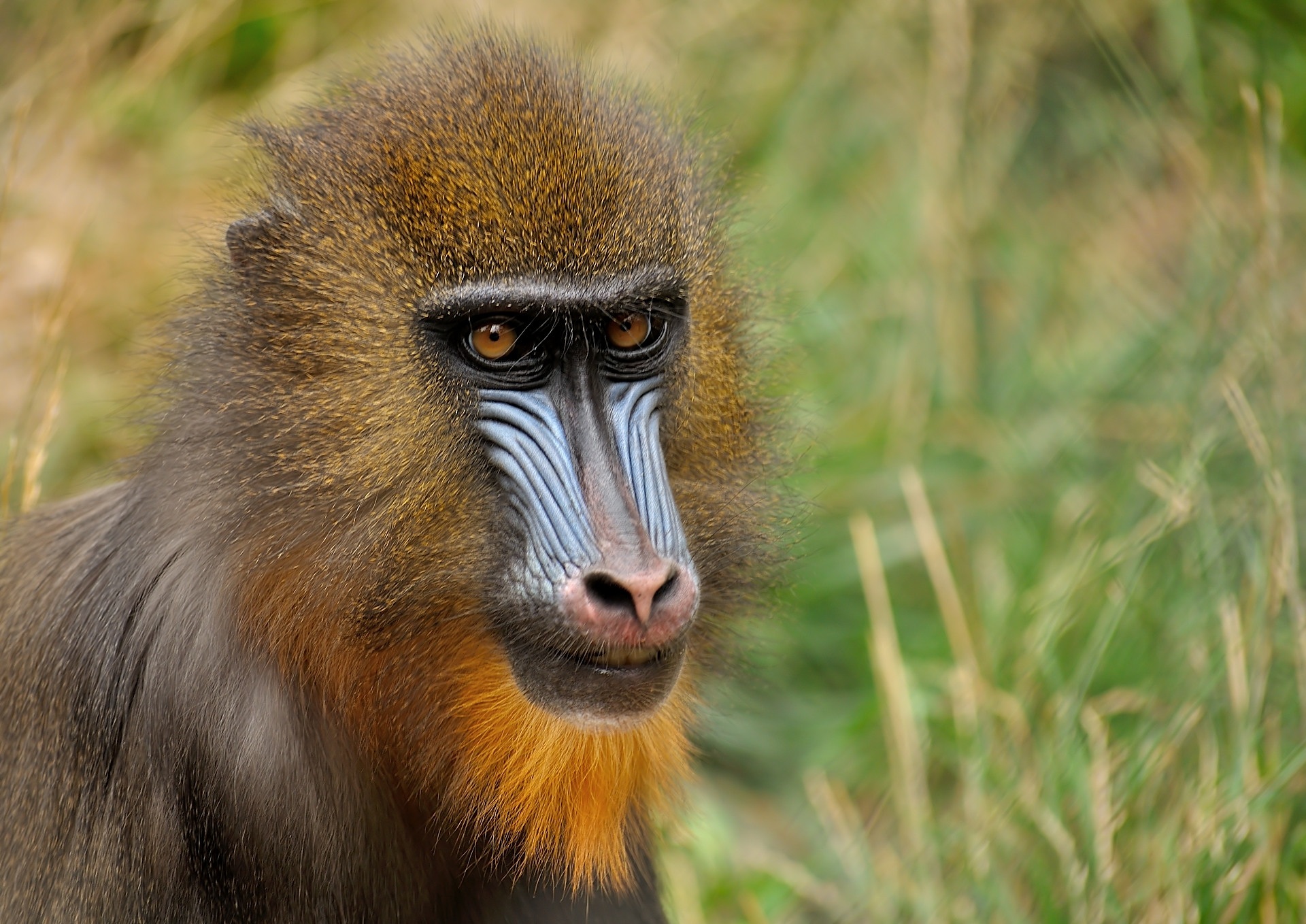 Mandrill Monkey 1920x1358