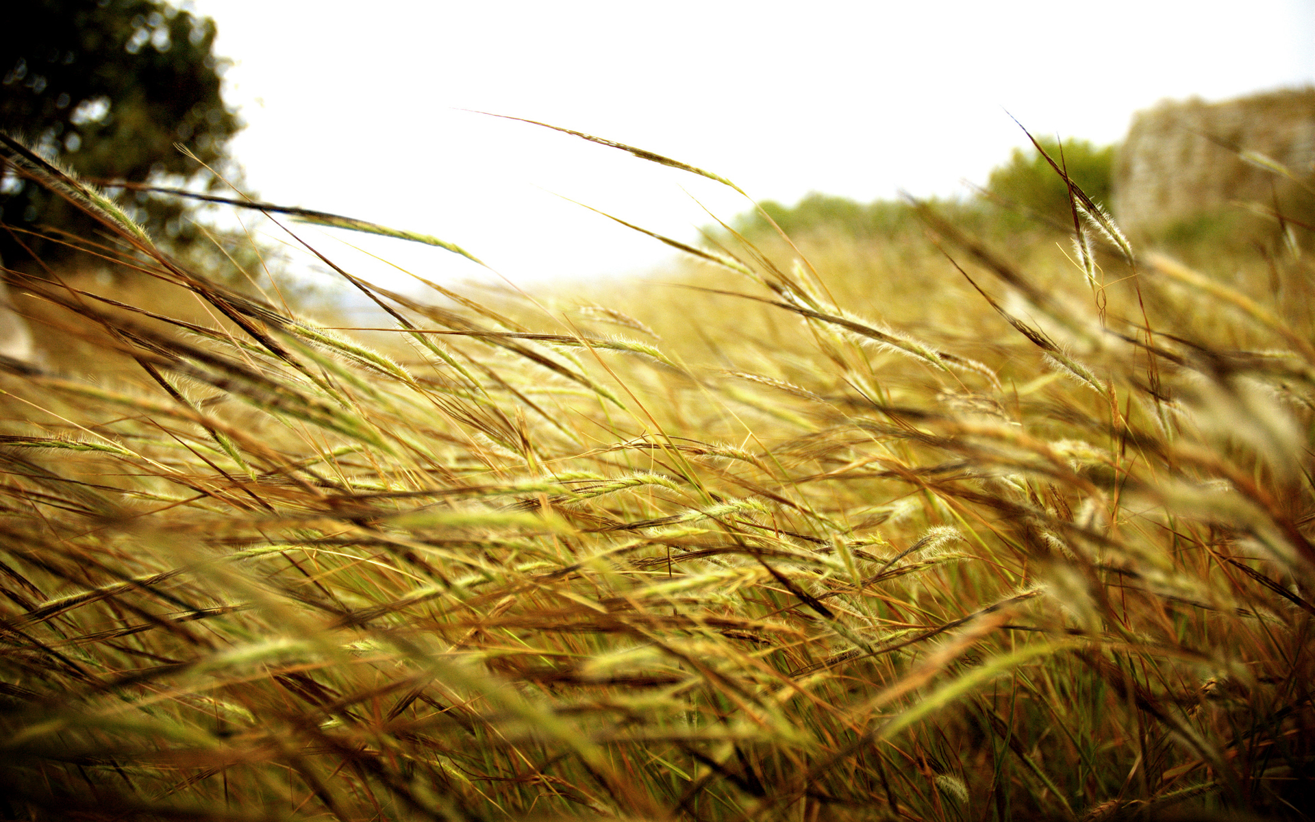 Earth Cornfield 1920x1200