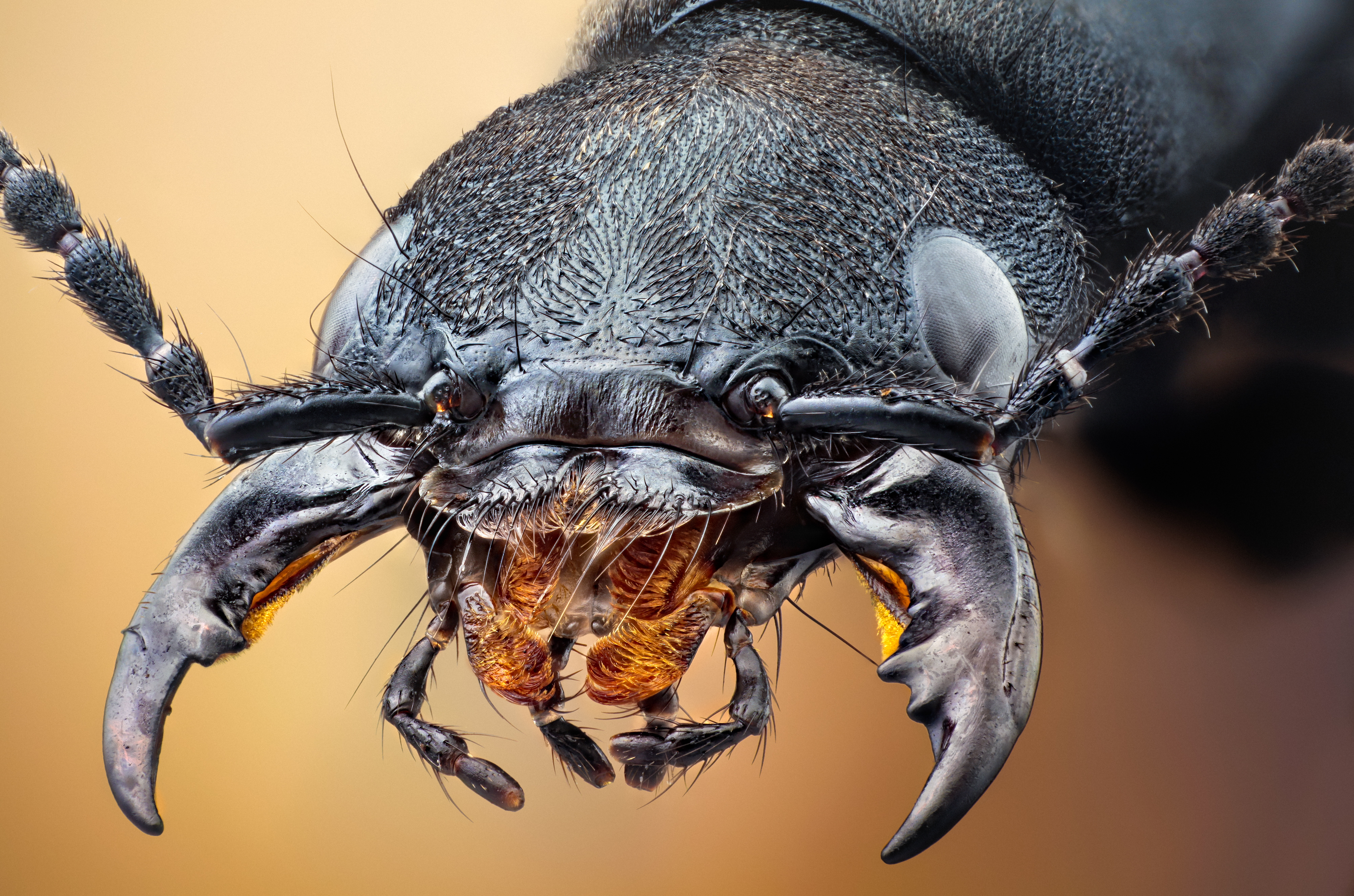 Animal Beetle 4000x2648