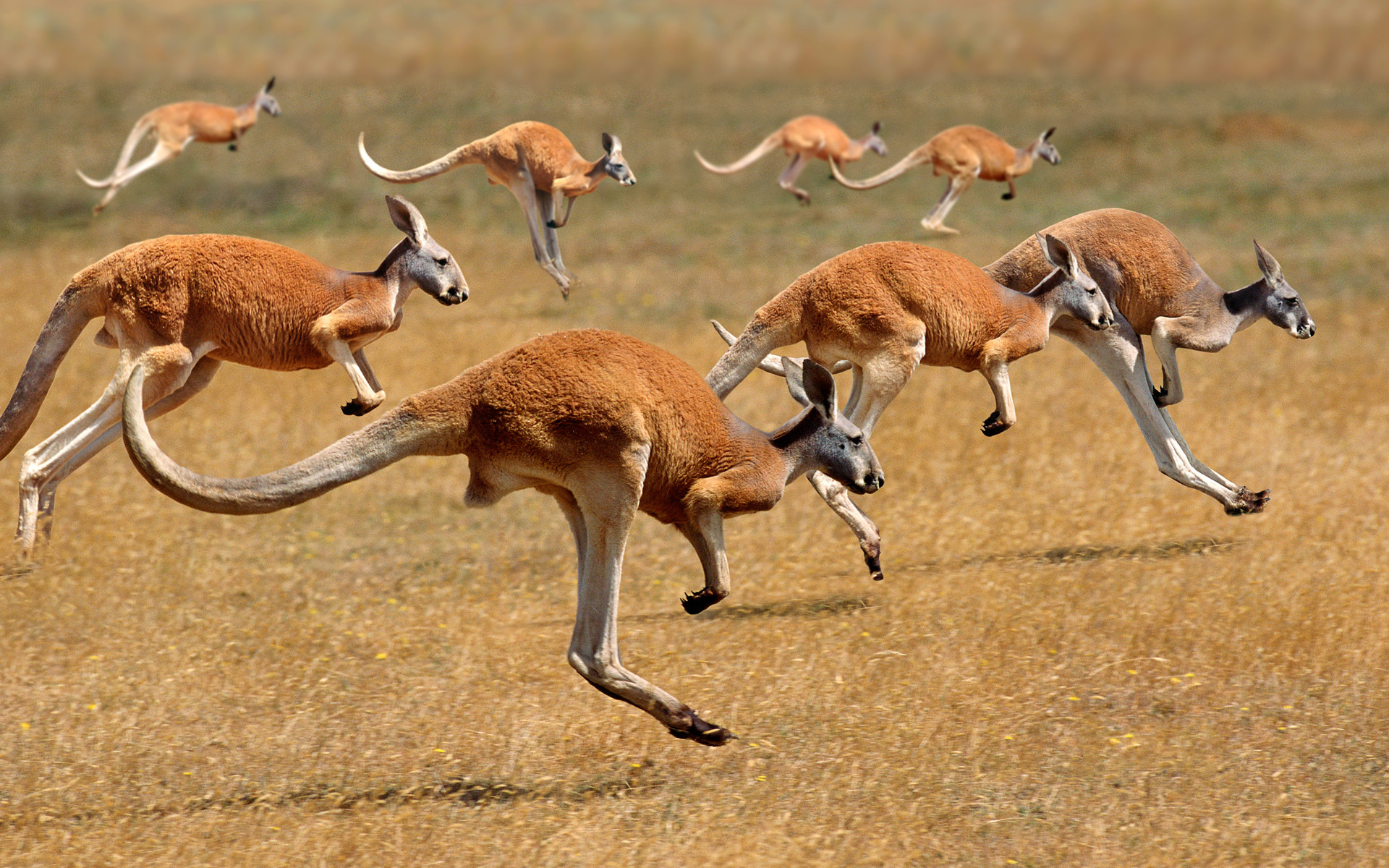 Kangaroo Marsupial Wildlife 1920x1200