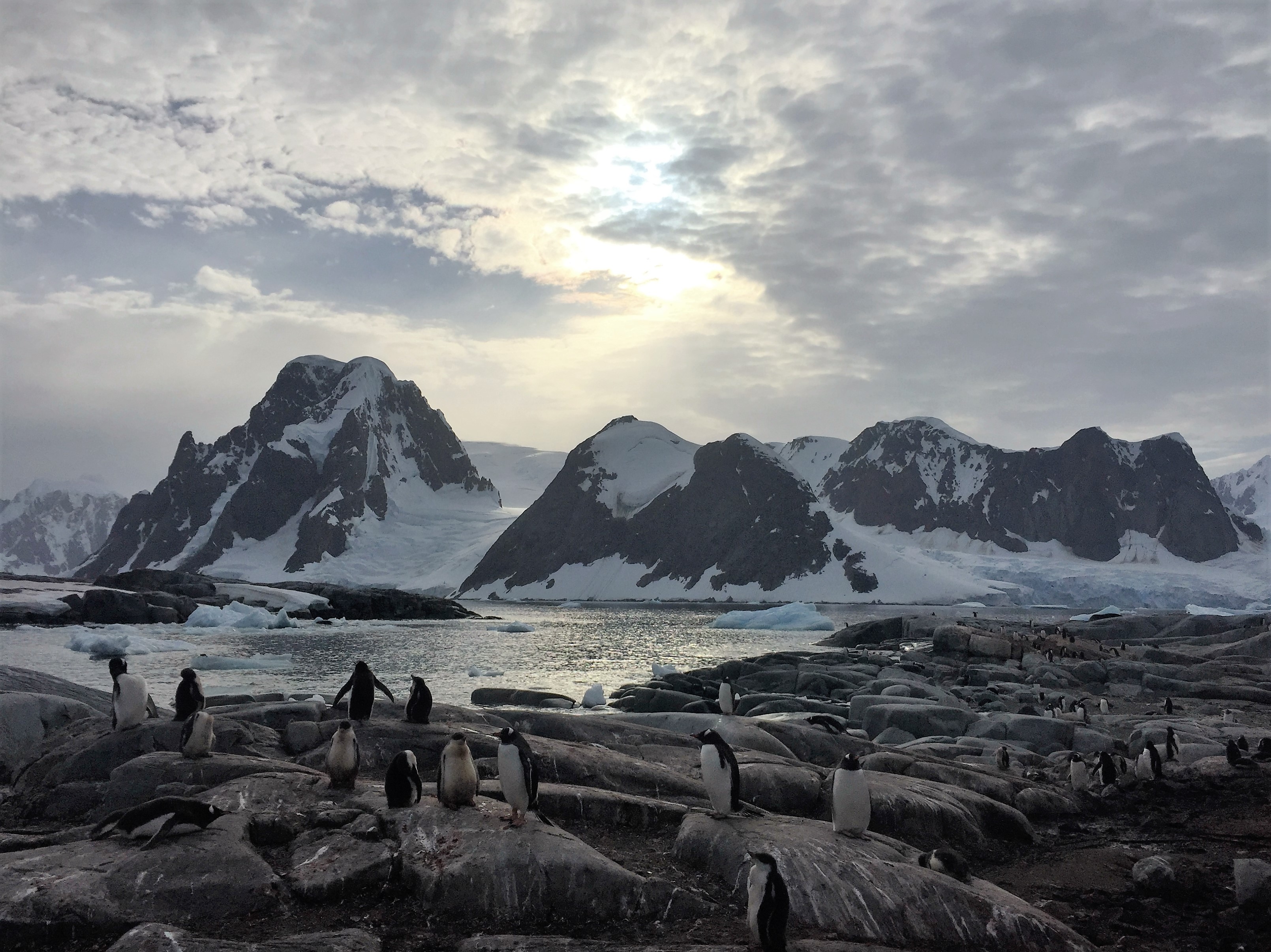 Antarctica Bird Iceberg Mountain Penguin Rock Snow Wildlife 3219x2413