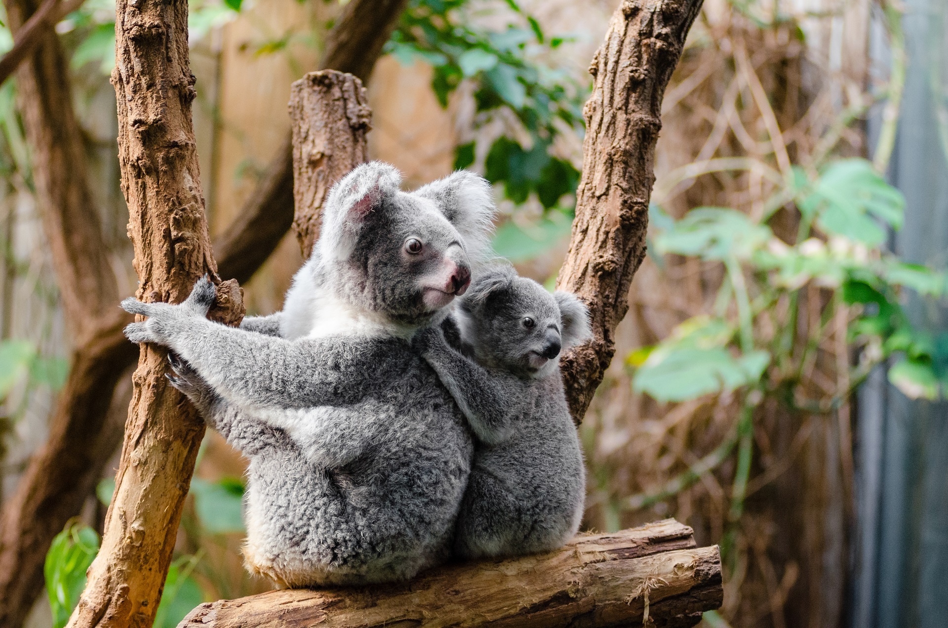 Animal Baby Animal Koala Mammal Marsupial 1920x1271