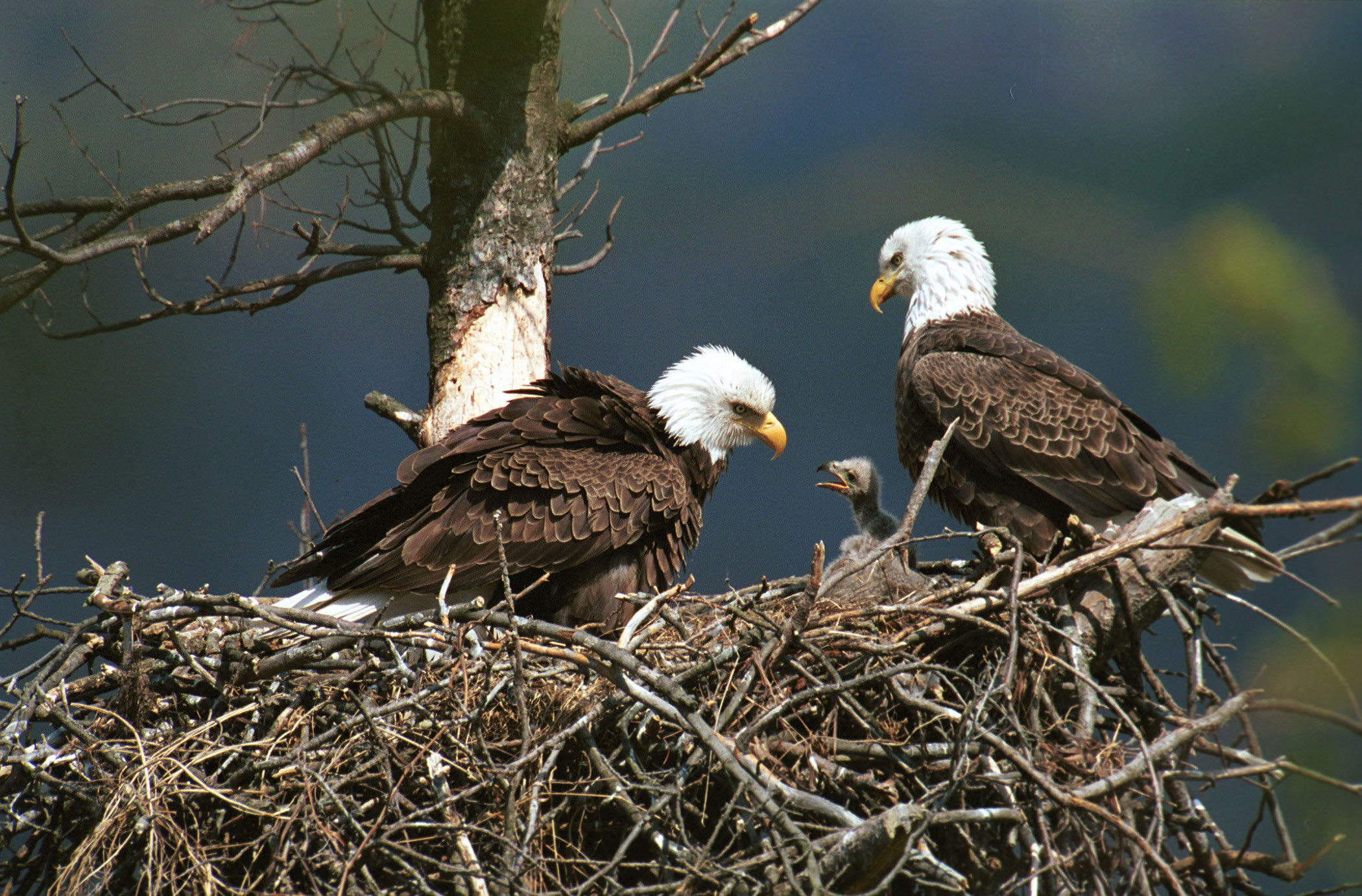 Animal Eagle Nest 2100x1382