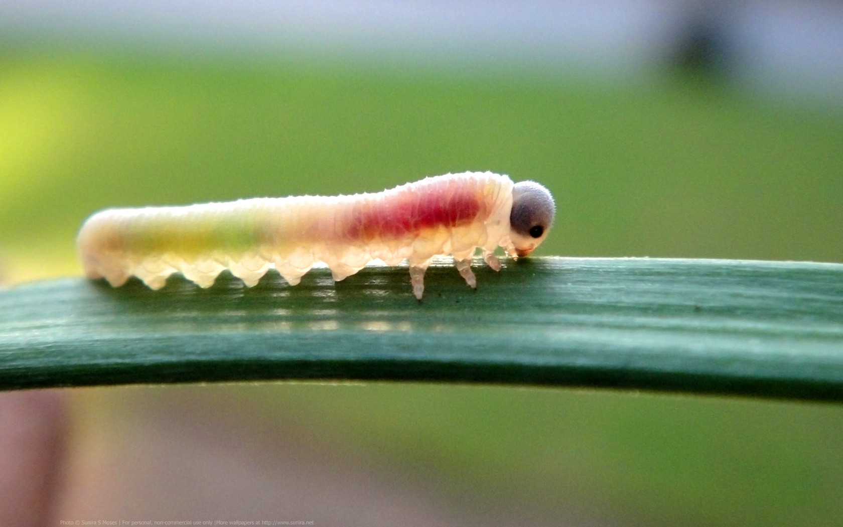 Animal Caterpillar 1680x1050