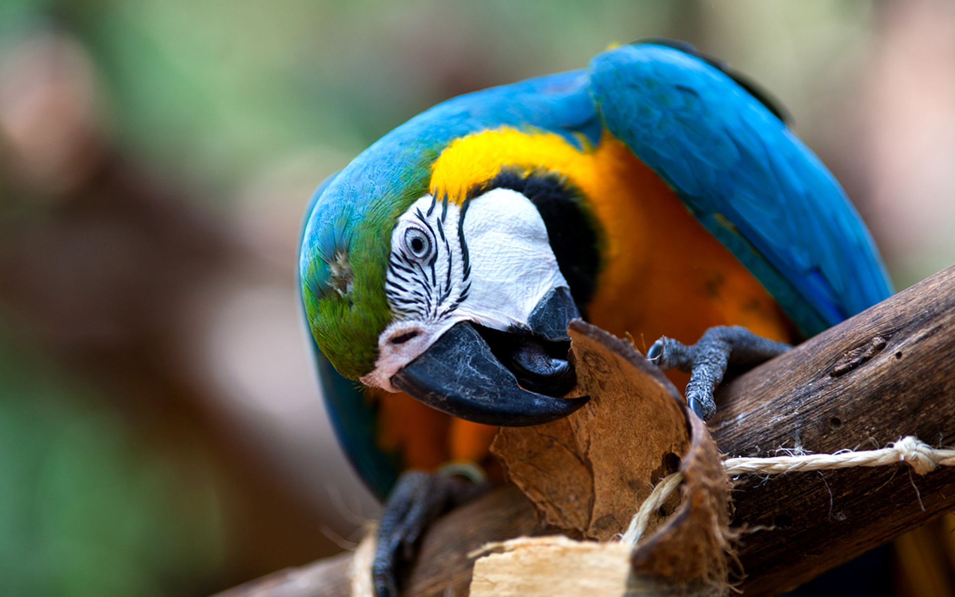 Animal Blue And Yellow Macaw 1920x1200