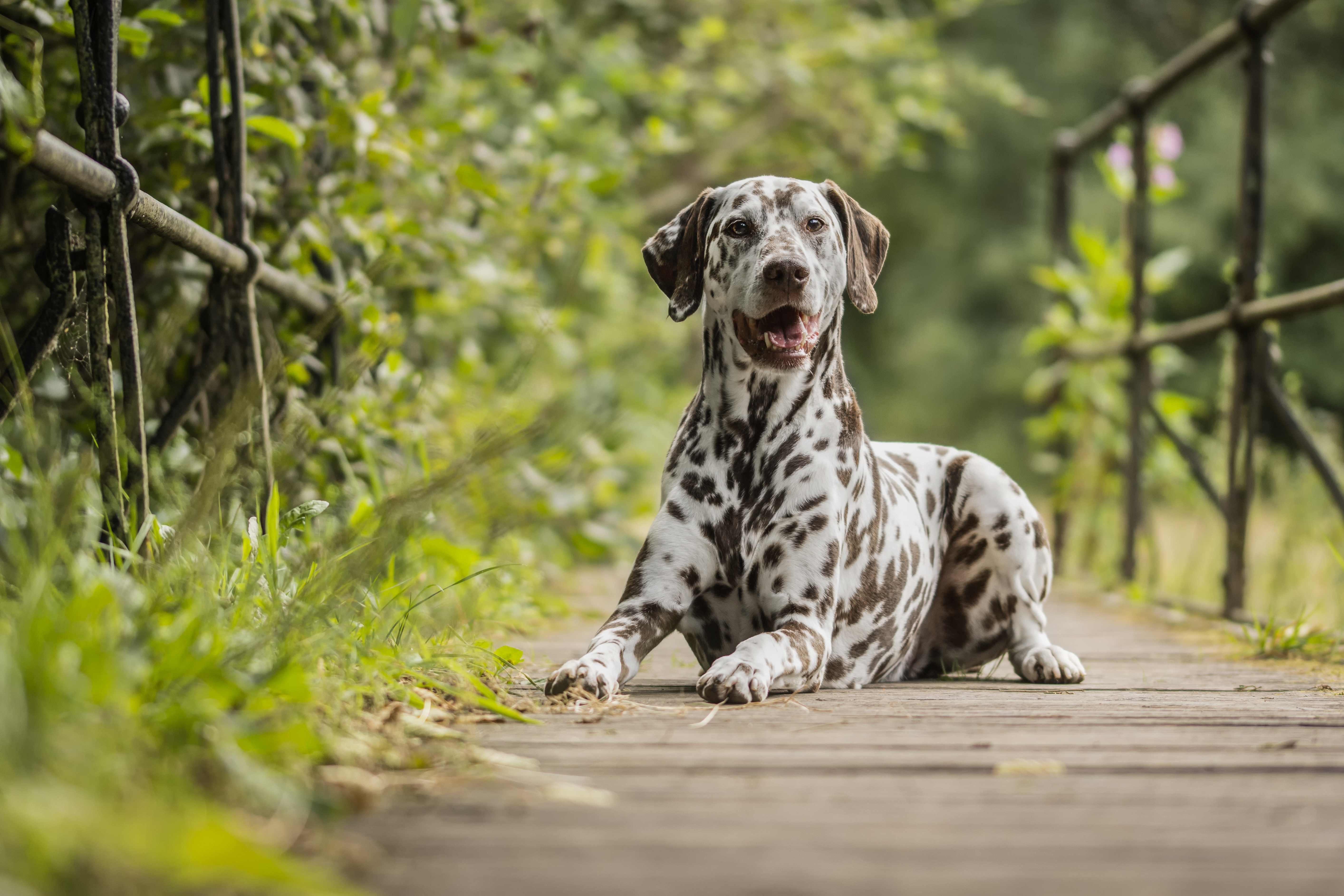 Dalmatian Dog Pet Stare 5655x3770