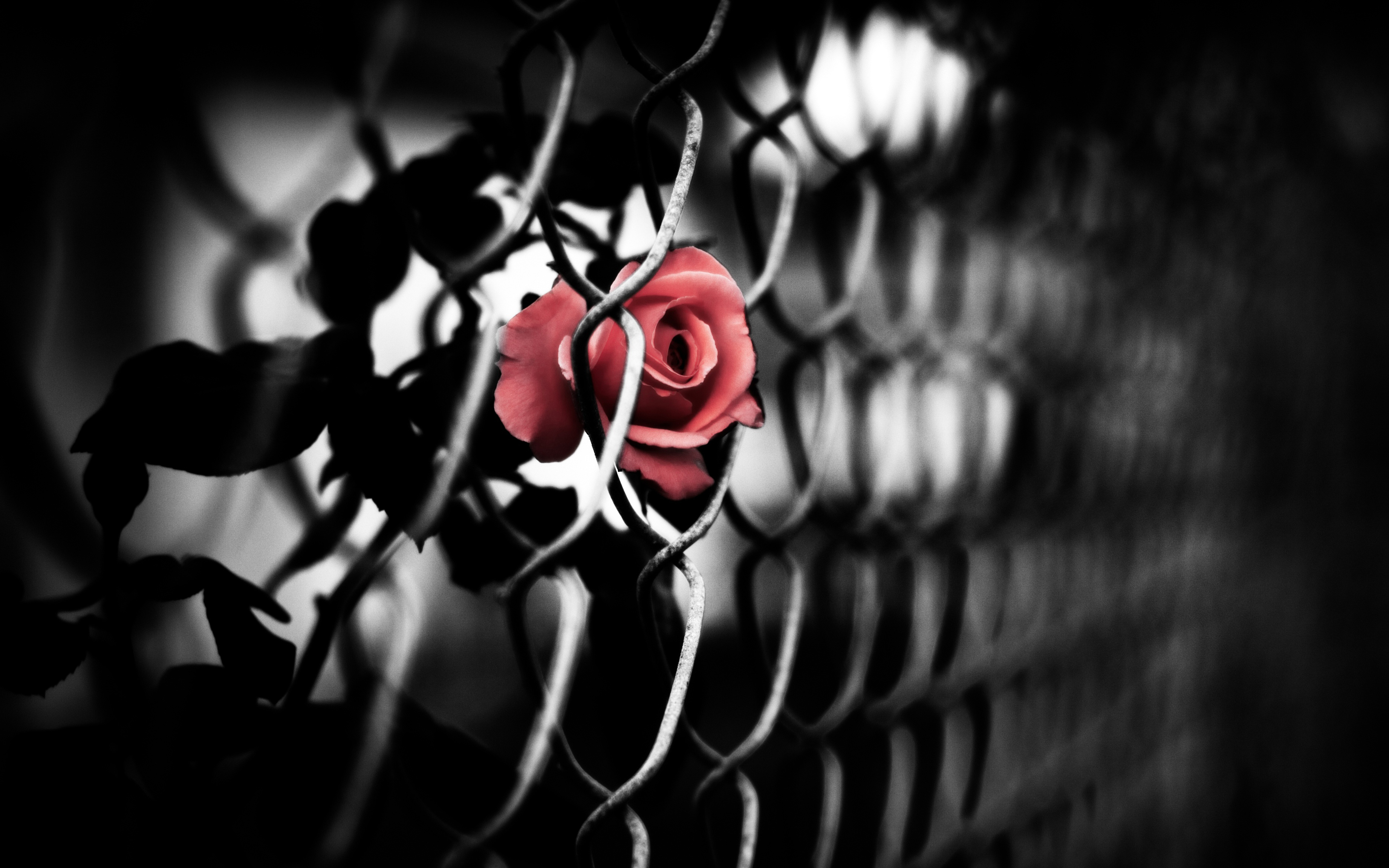 Fence Flower Red Rose Rose Selective Color 3686x2304
