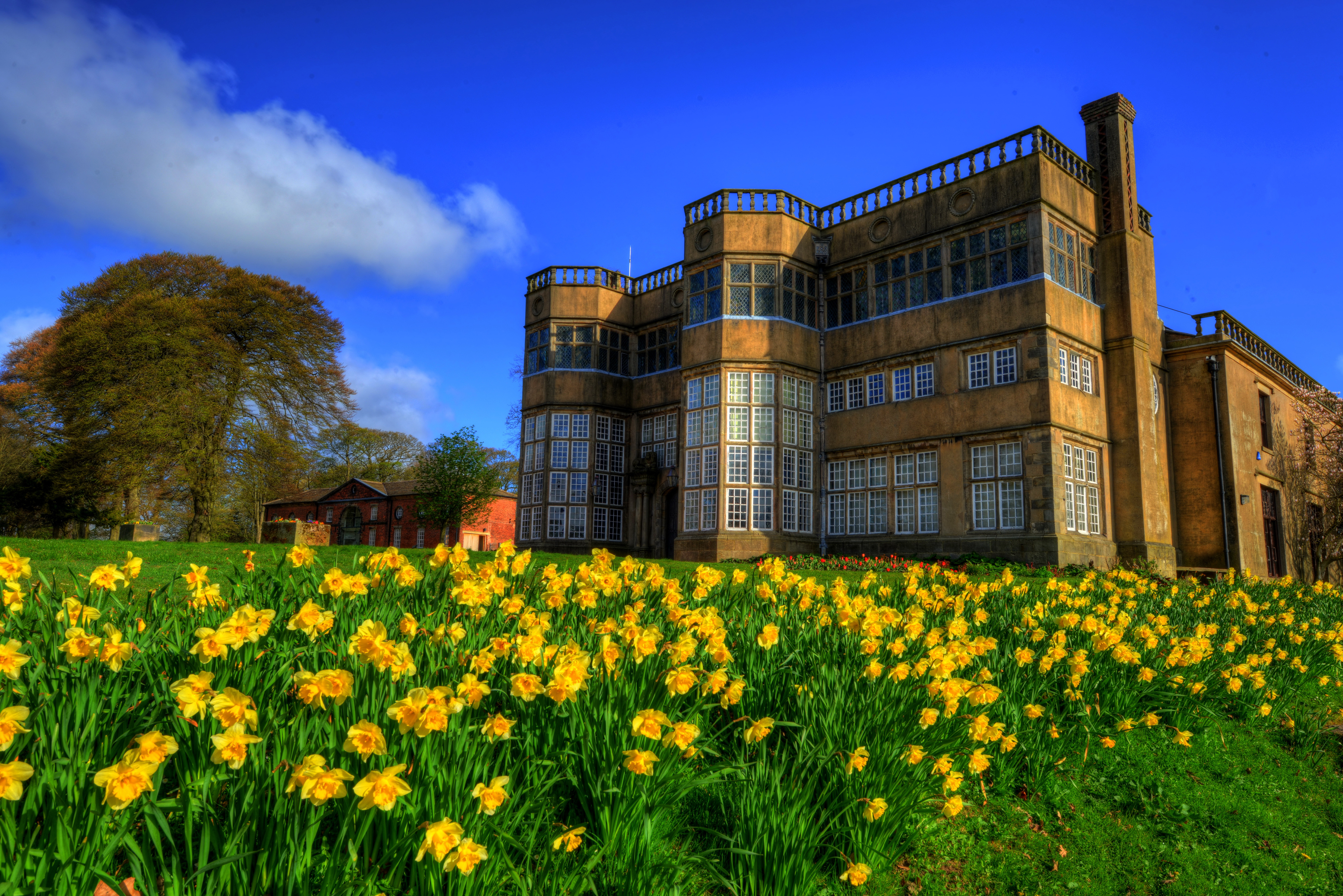Chorley Palace Daffodil England Meadow Palace Yellow Flower 7358x4911