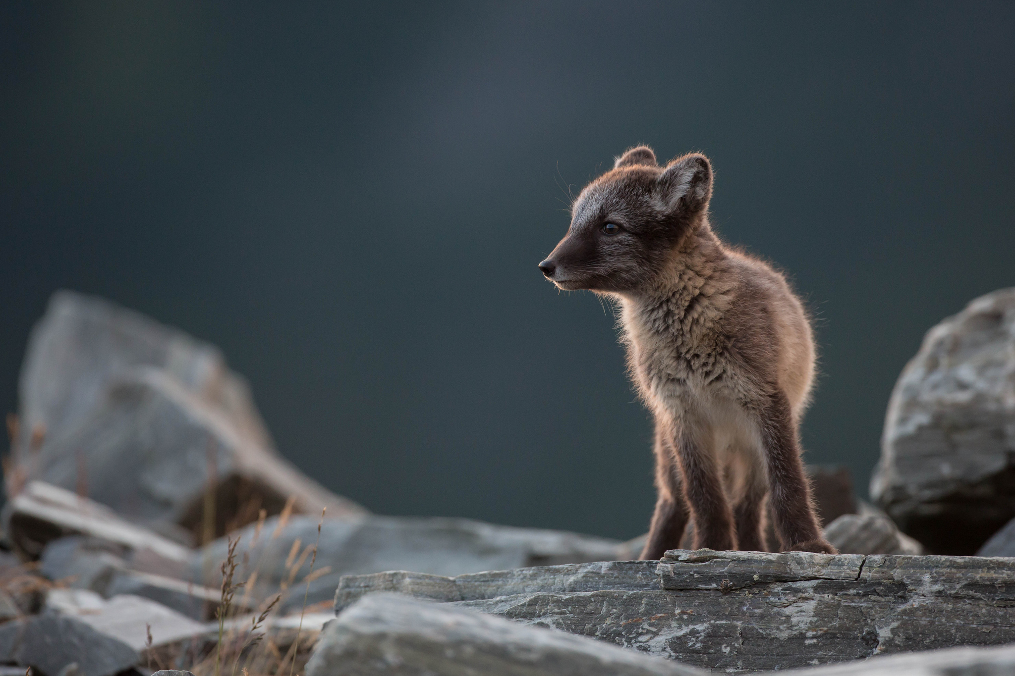 Animal Arctic Fox 2048x1365