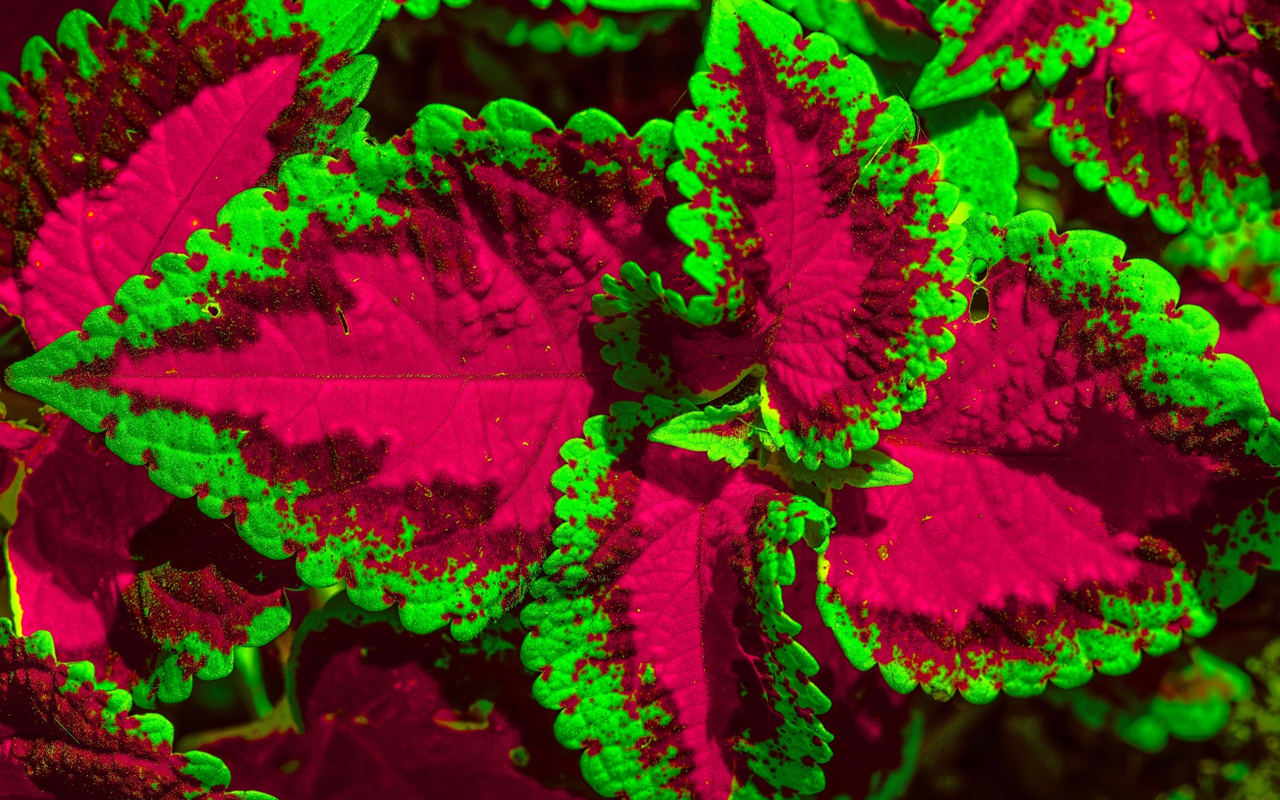 Coleus Flower Leaf Nature Plant 2560x1600