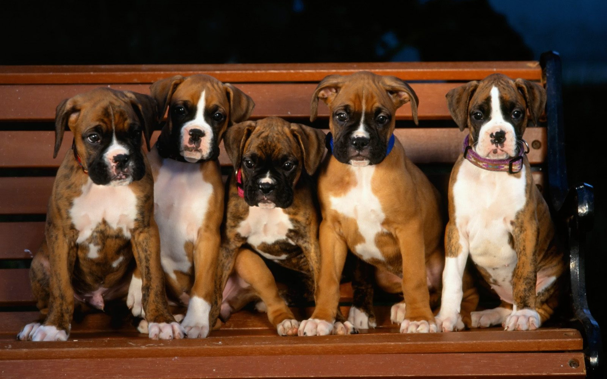 Animal Boxer 2560x1600