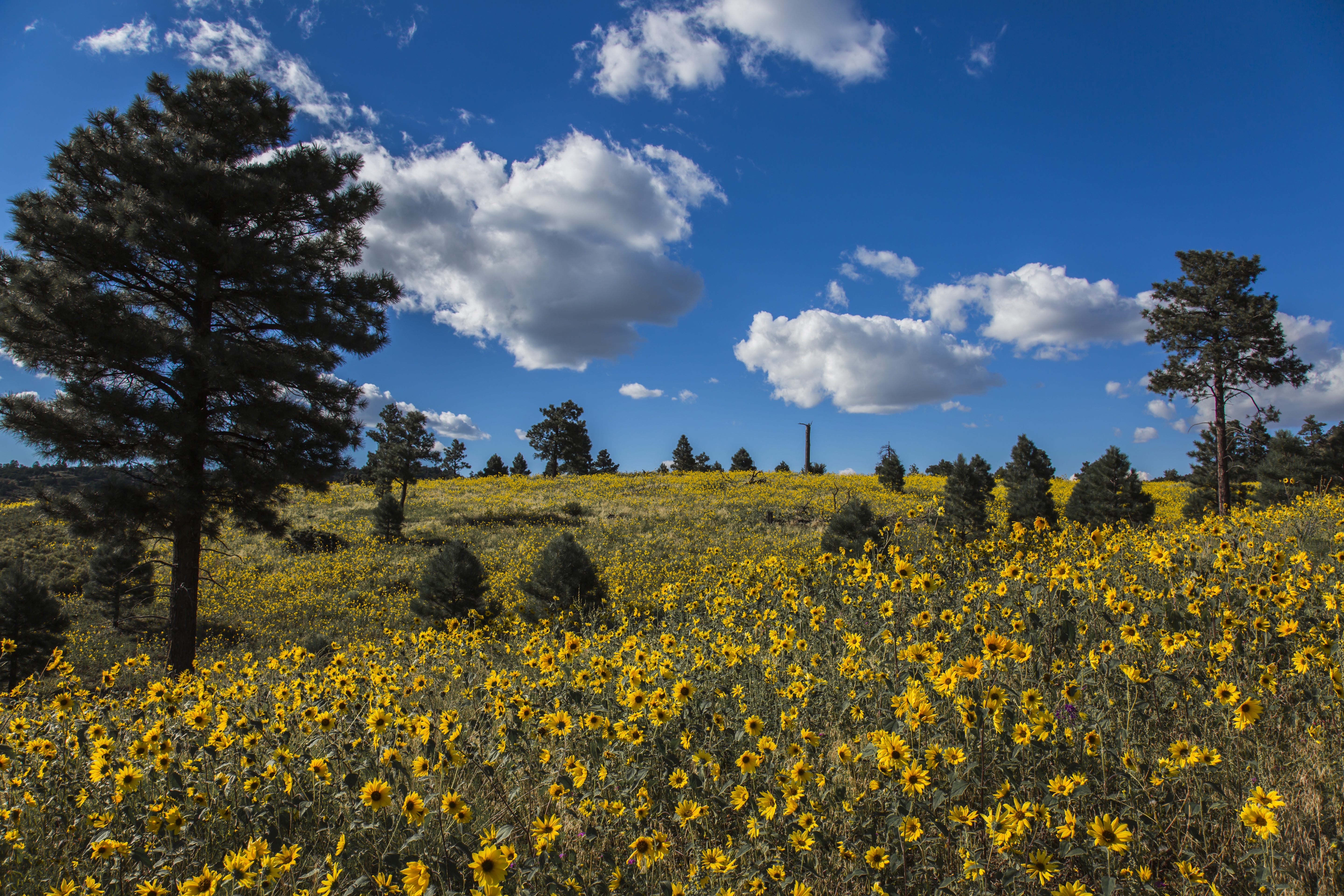 Cloud Flower Meadow Nature Sky Tree Yellow Flower 5760x3840