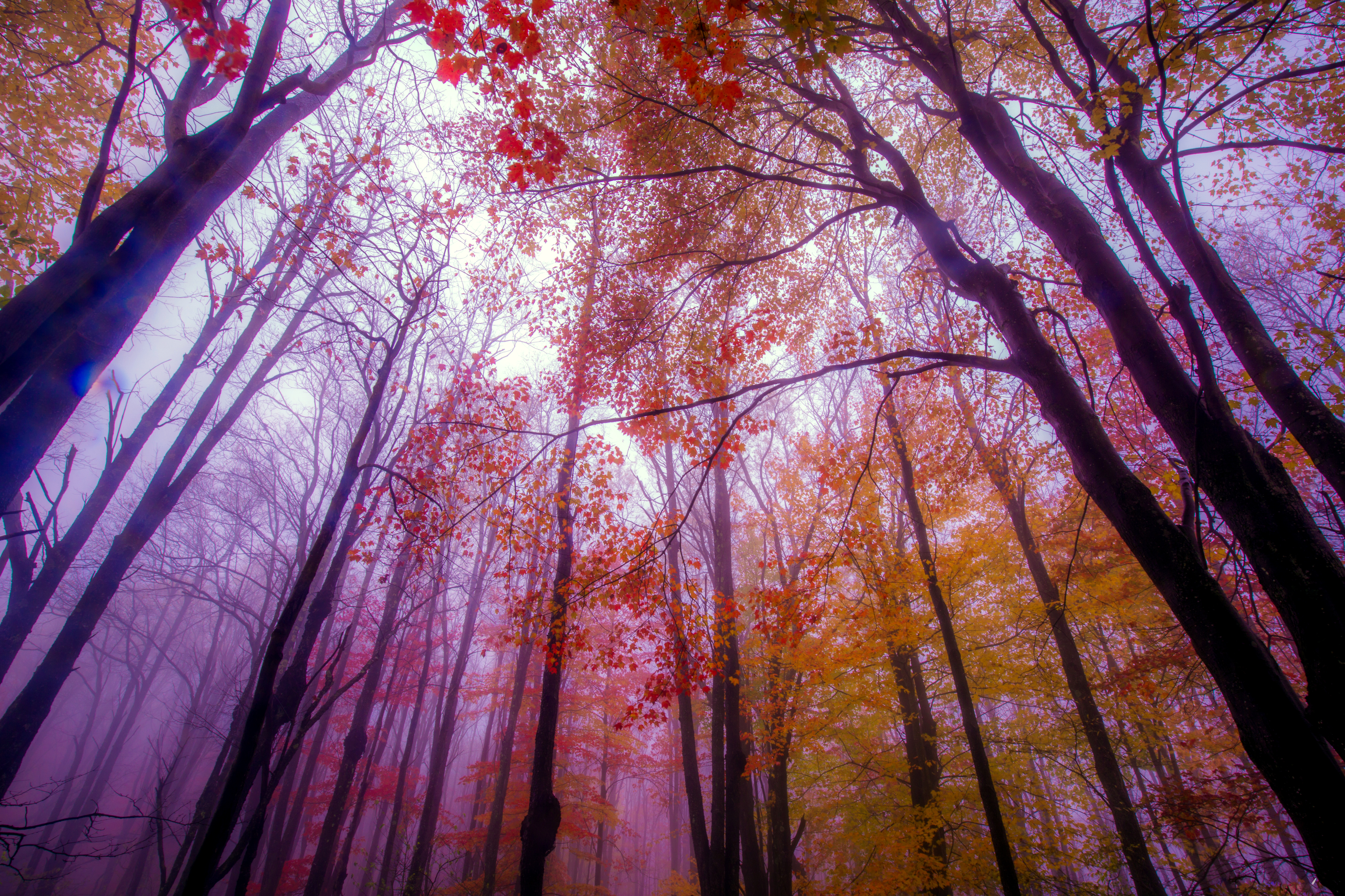 Canopy Earth Fall Foliage Forest Nature Season Tree 5760x3840