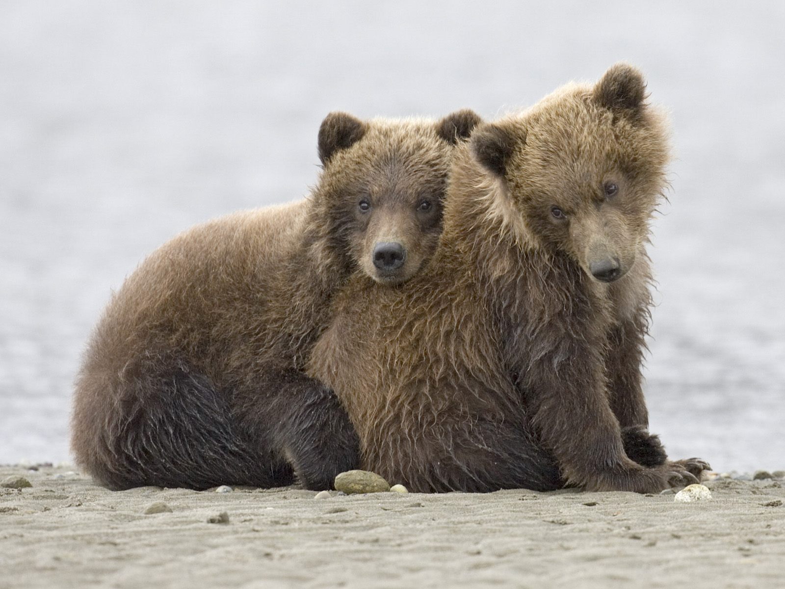 Alaska Grizzly Cubs Katmai National Park 1600x1200