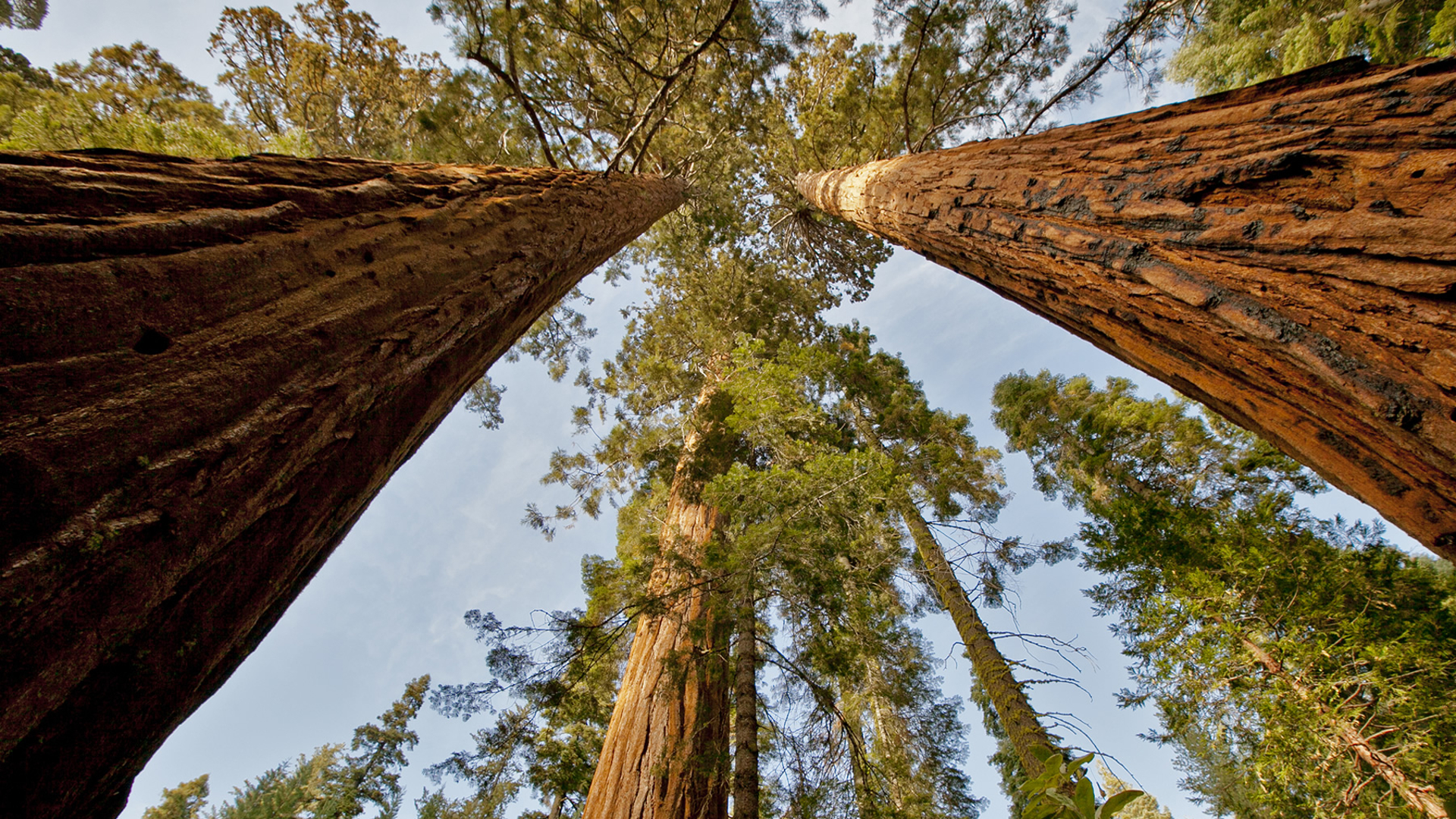 Earth Sequoia Tree Treetops 1920x1080