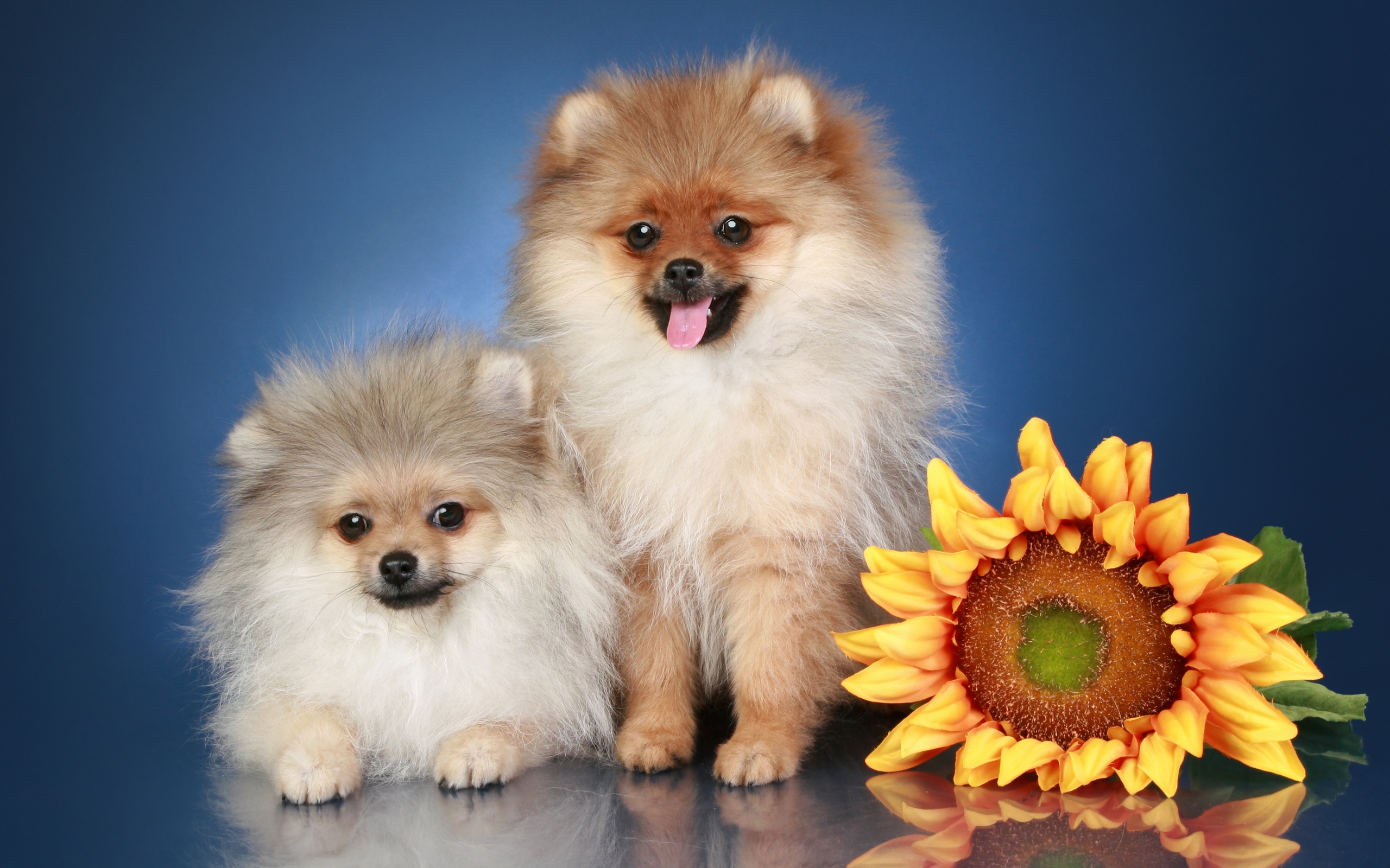 Dog Flower Puppy Sunflower 2560x1600