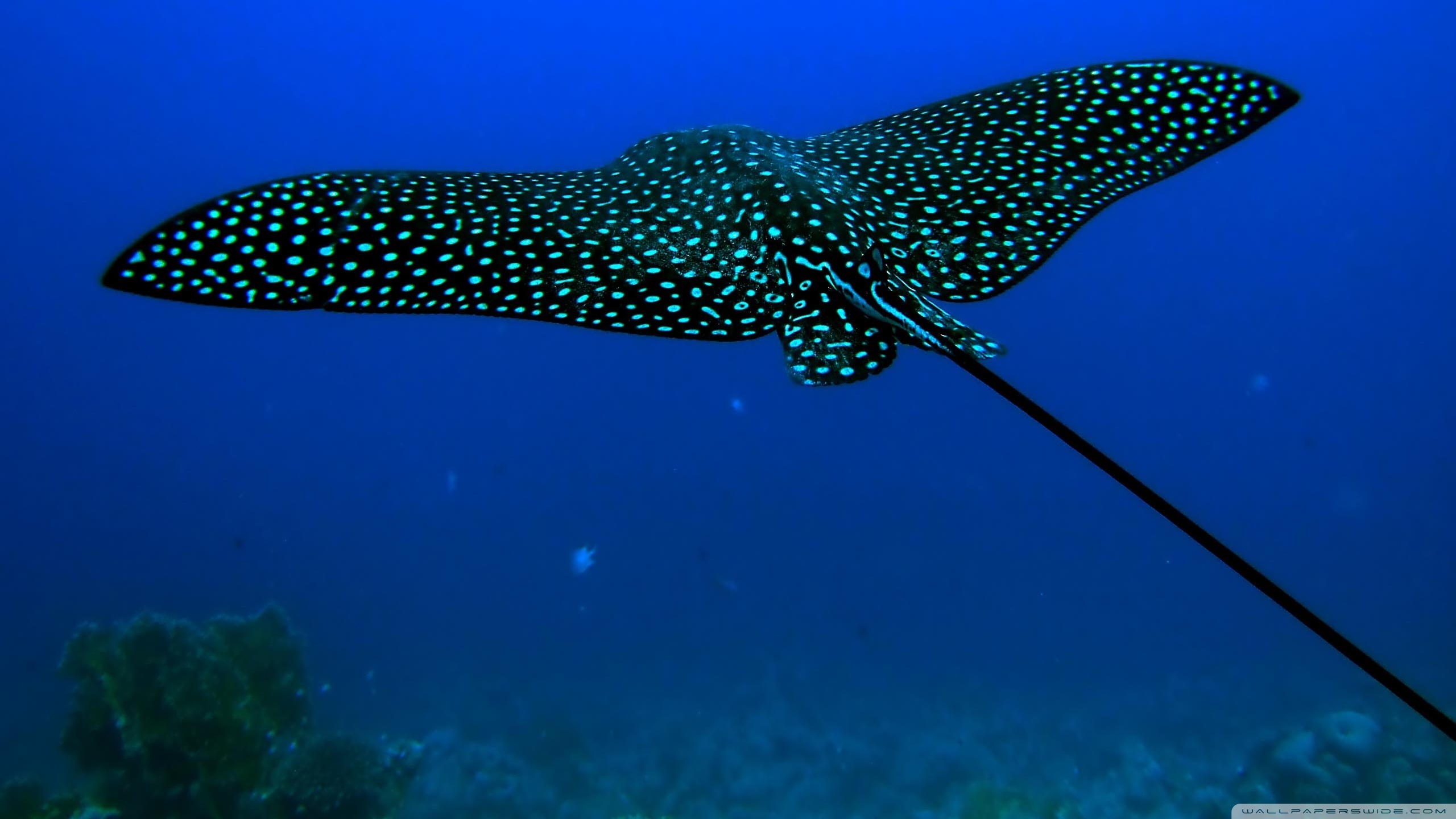 Stingray 2560x1440