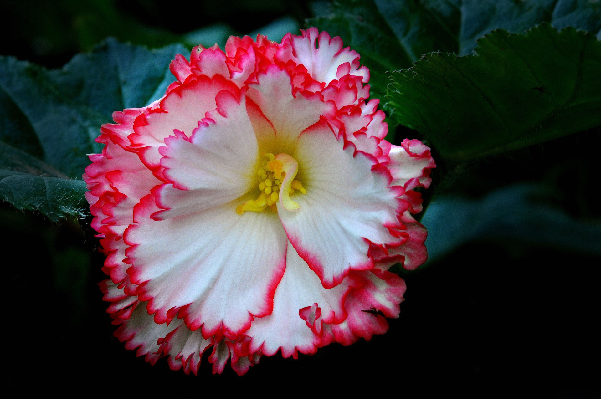 Begonia Close Up Earth Flower Pink White 1920x1275