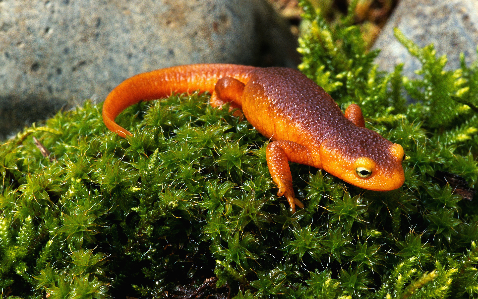 Animal Newt 1920x1200