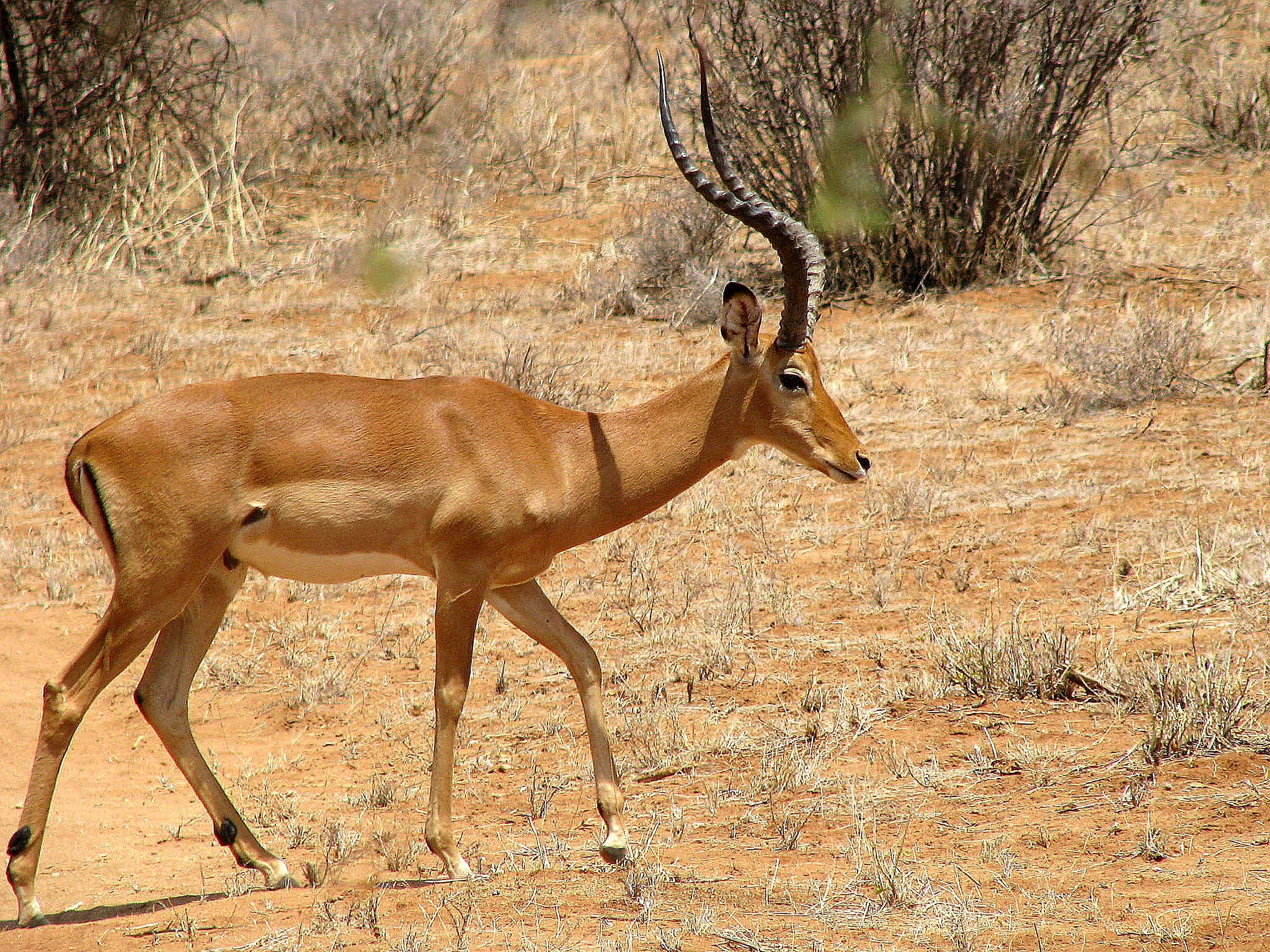 Animal Antelope 2560x1920