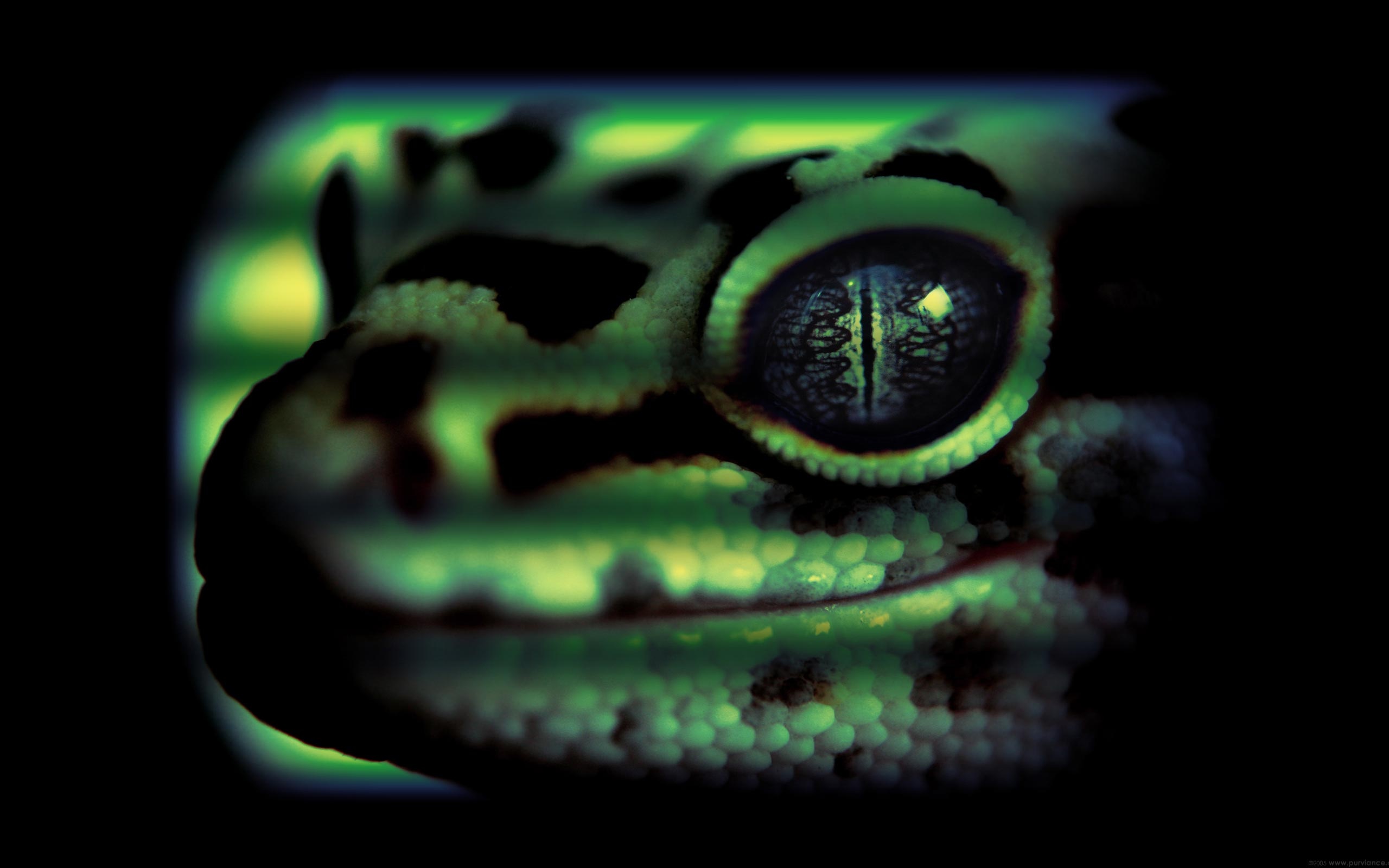 Gecko Lizard 2560x1600