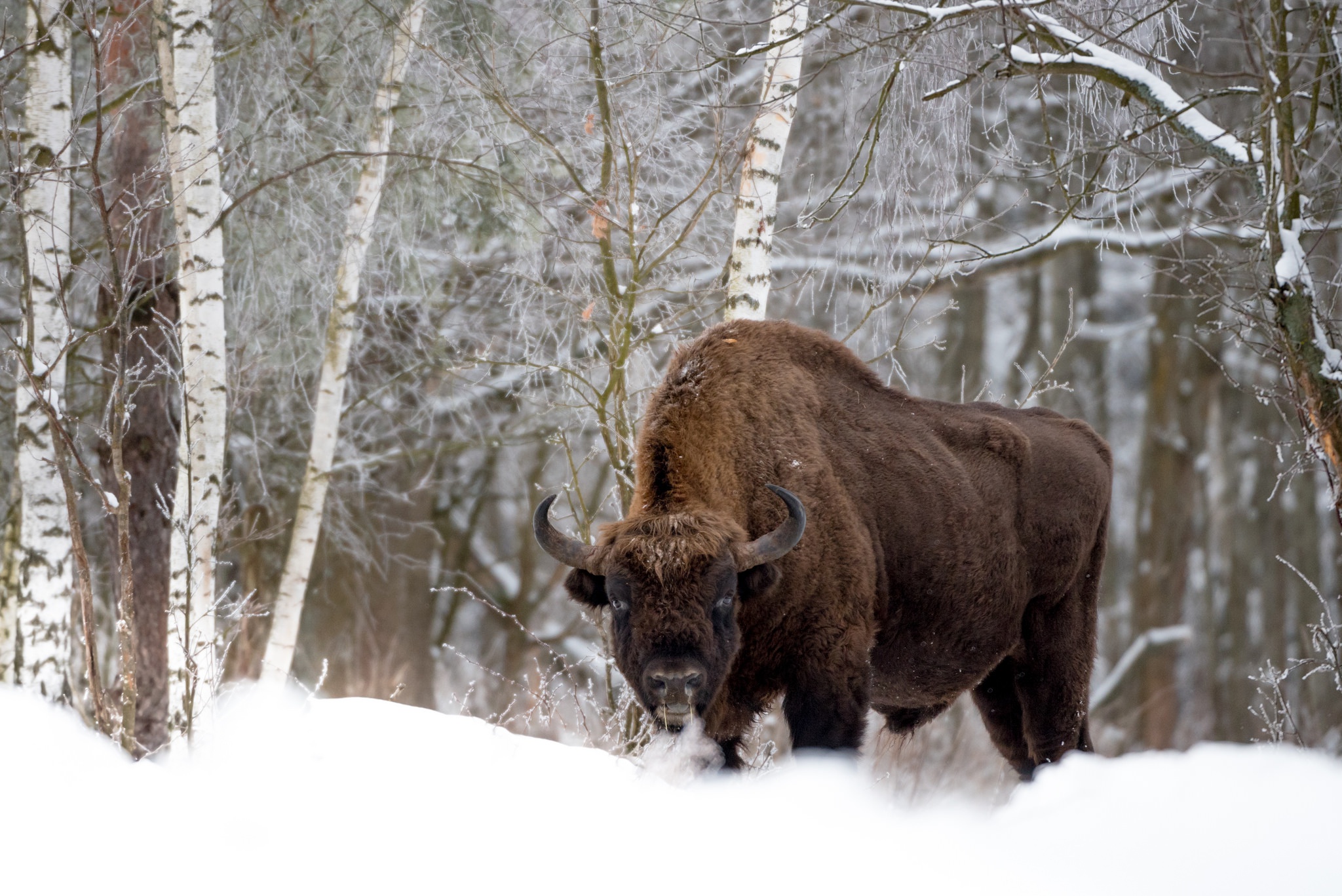 American Bison Snow Stare Wildlife Winter 2048x1367