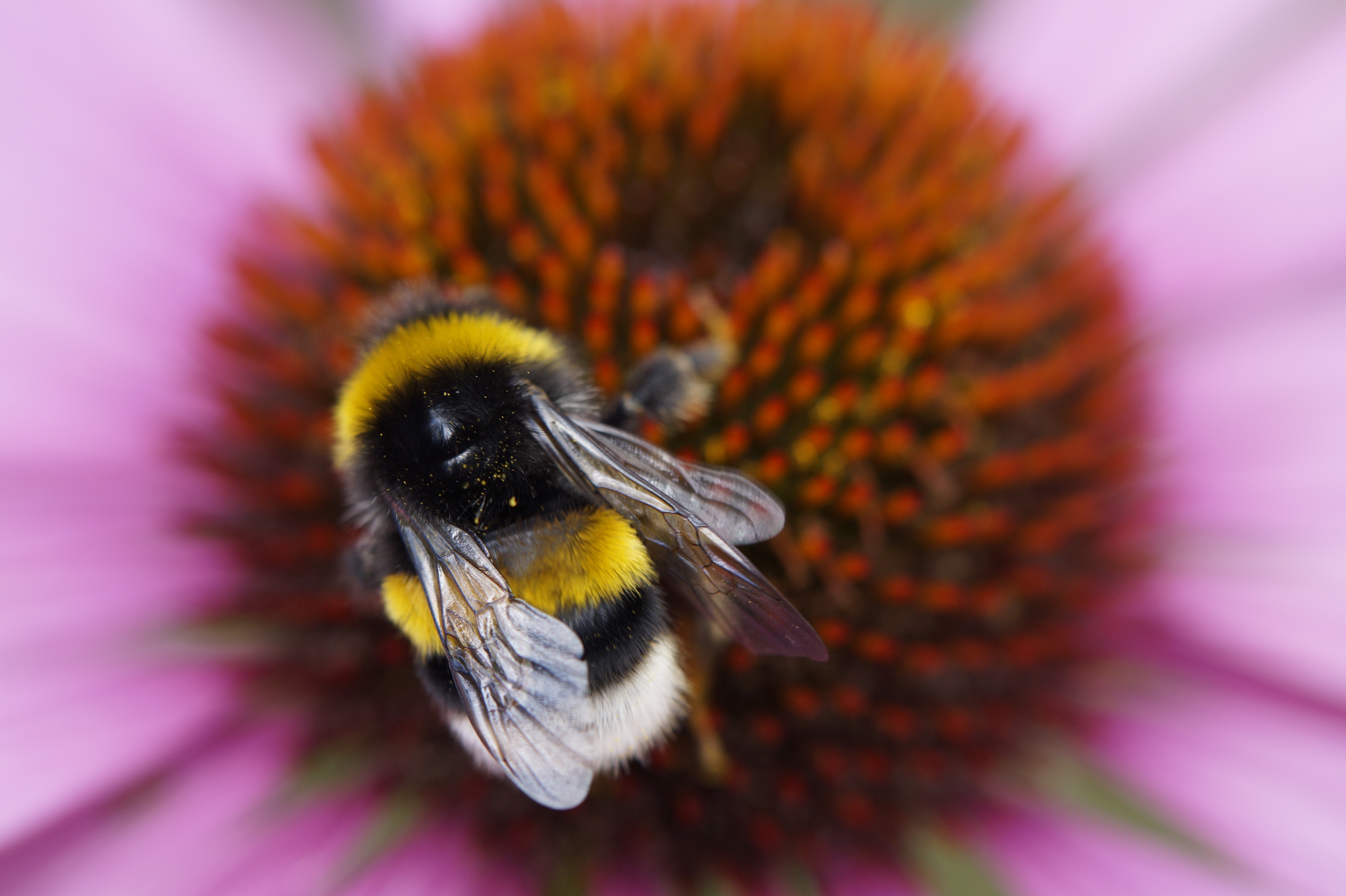 Bumblebee Flower 5456x3632