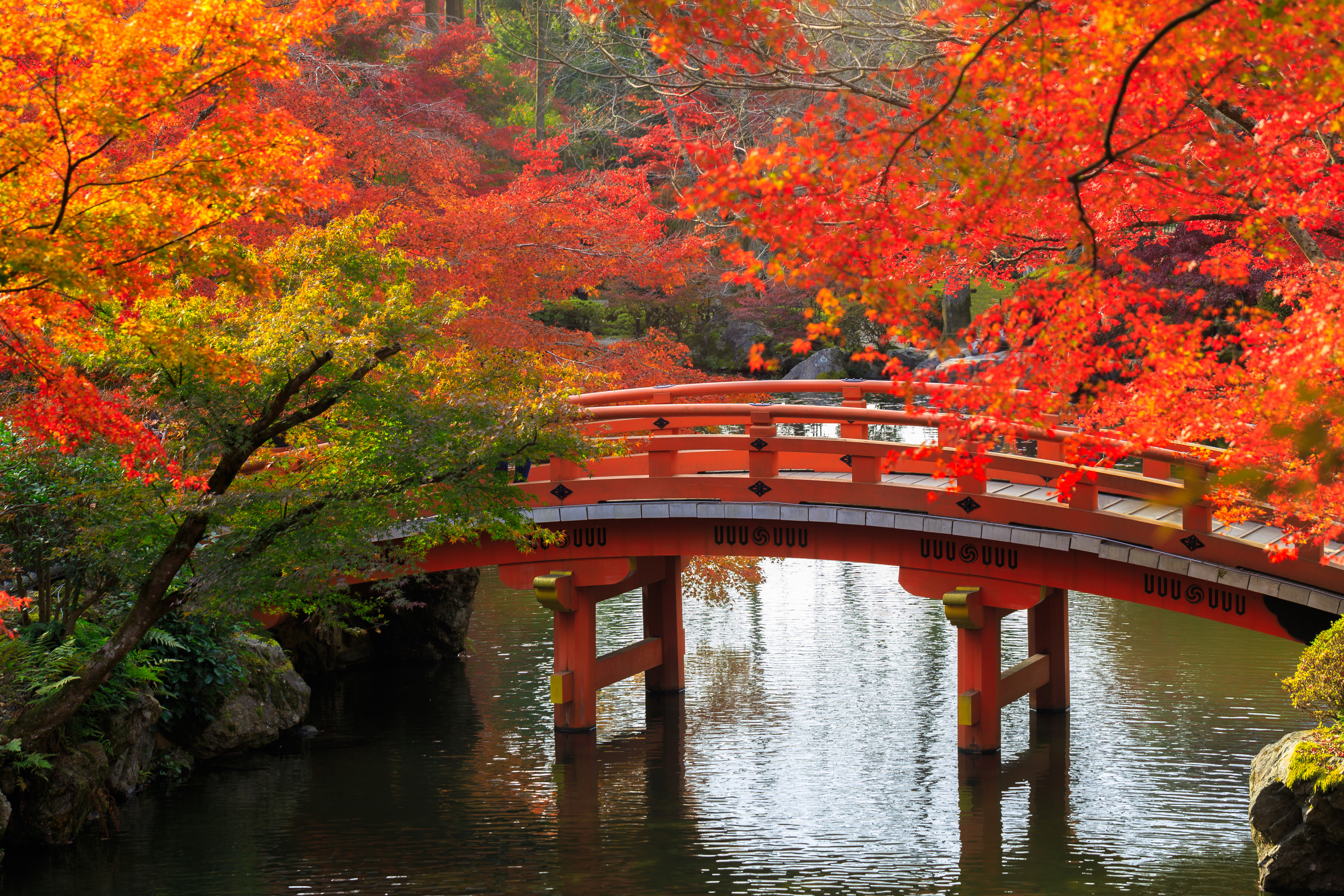 Bridge Fall Foliage Japanese Garden 5544x3696