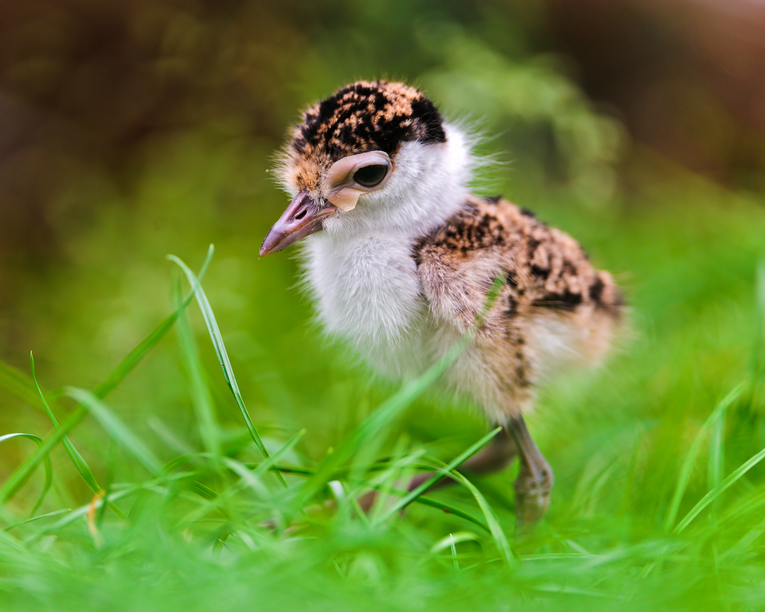 Baby Animal Bird Chick Eagle 3082x2466