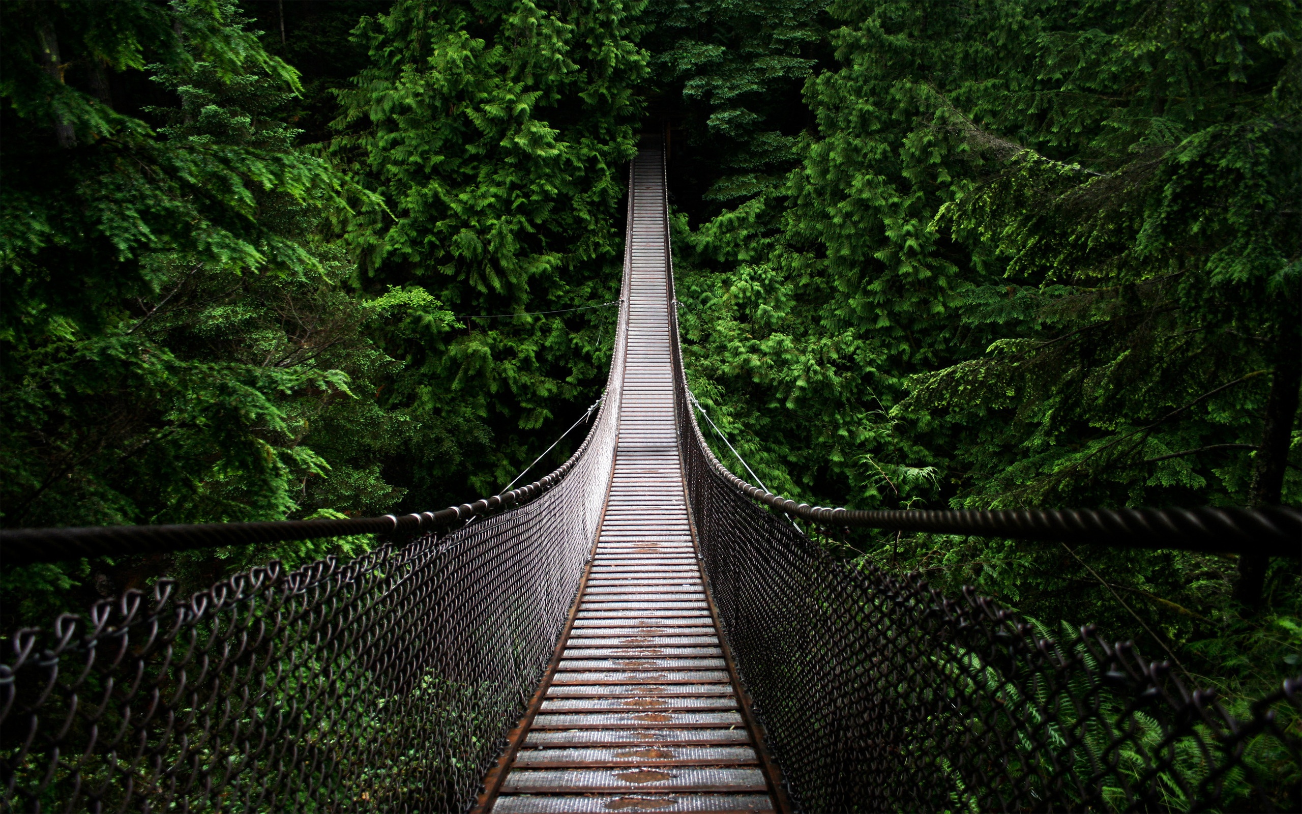 Bridge Forest 2560x1600