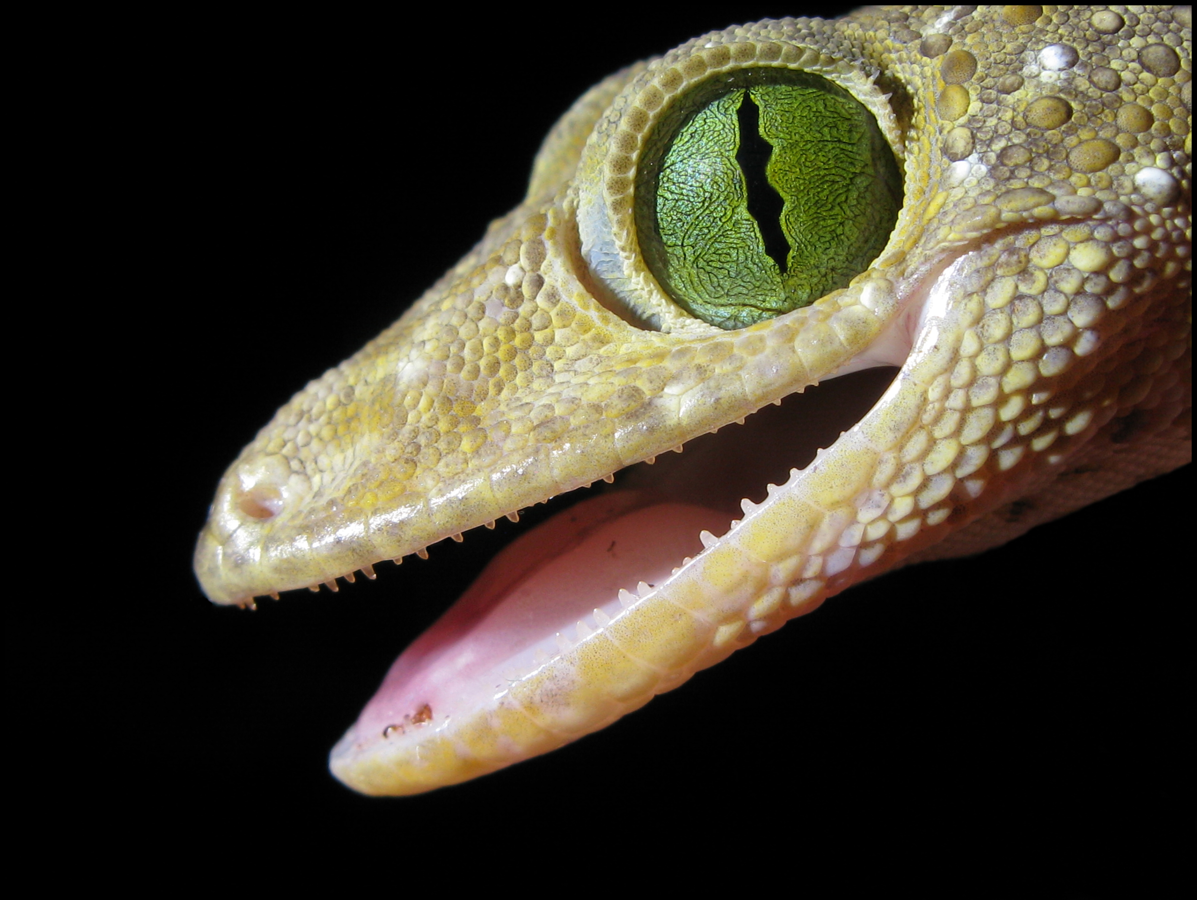 Animal Gecko 4036x3036