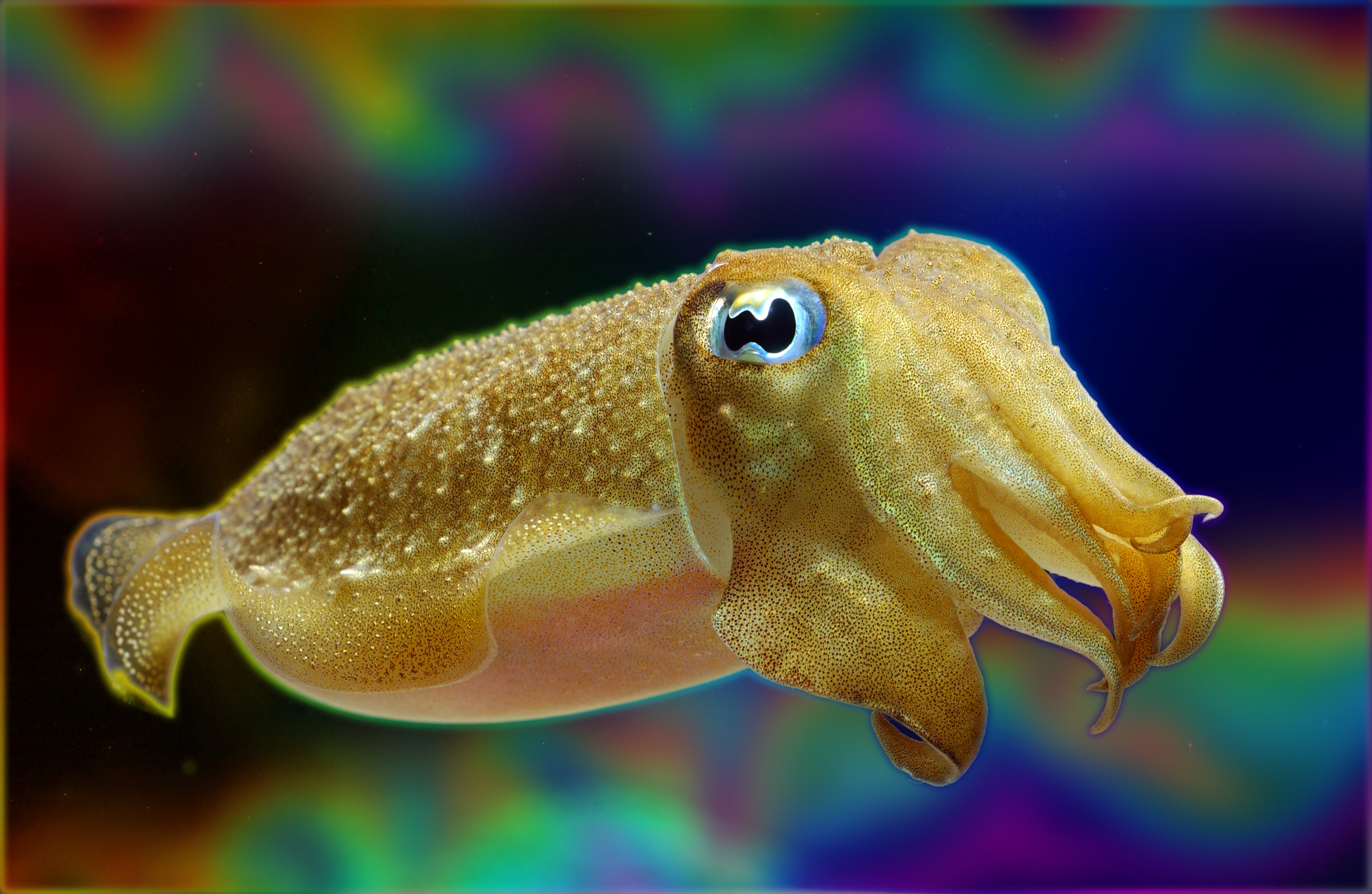 Cuttlefish 3008x1960