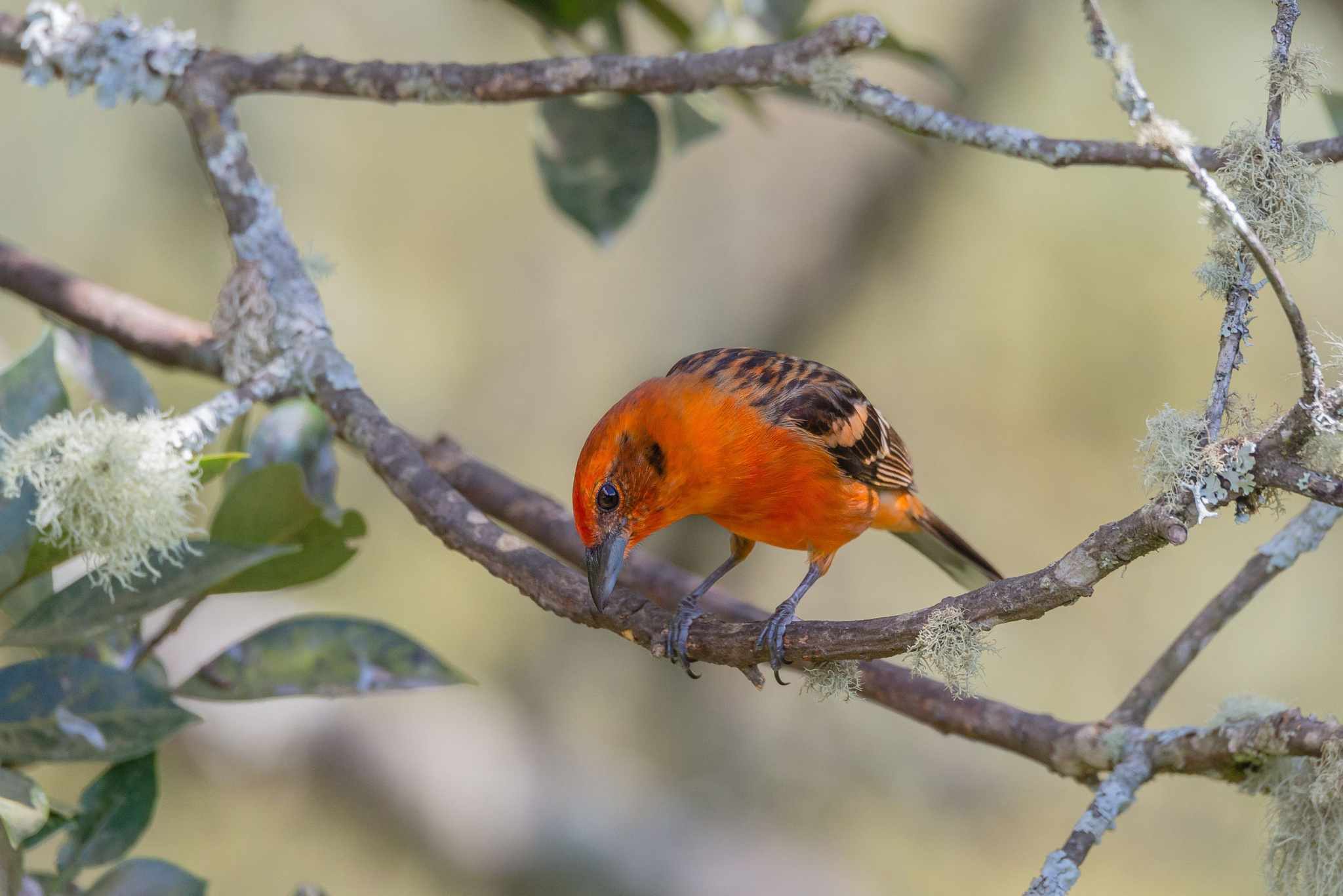 Bird Branch Cardinal 2048x1367