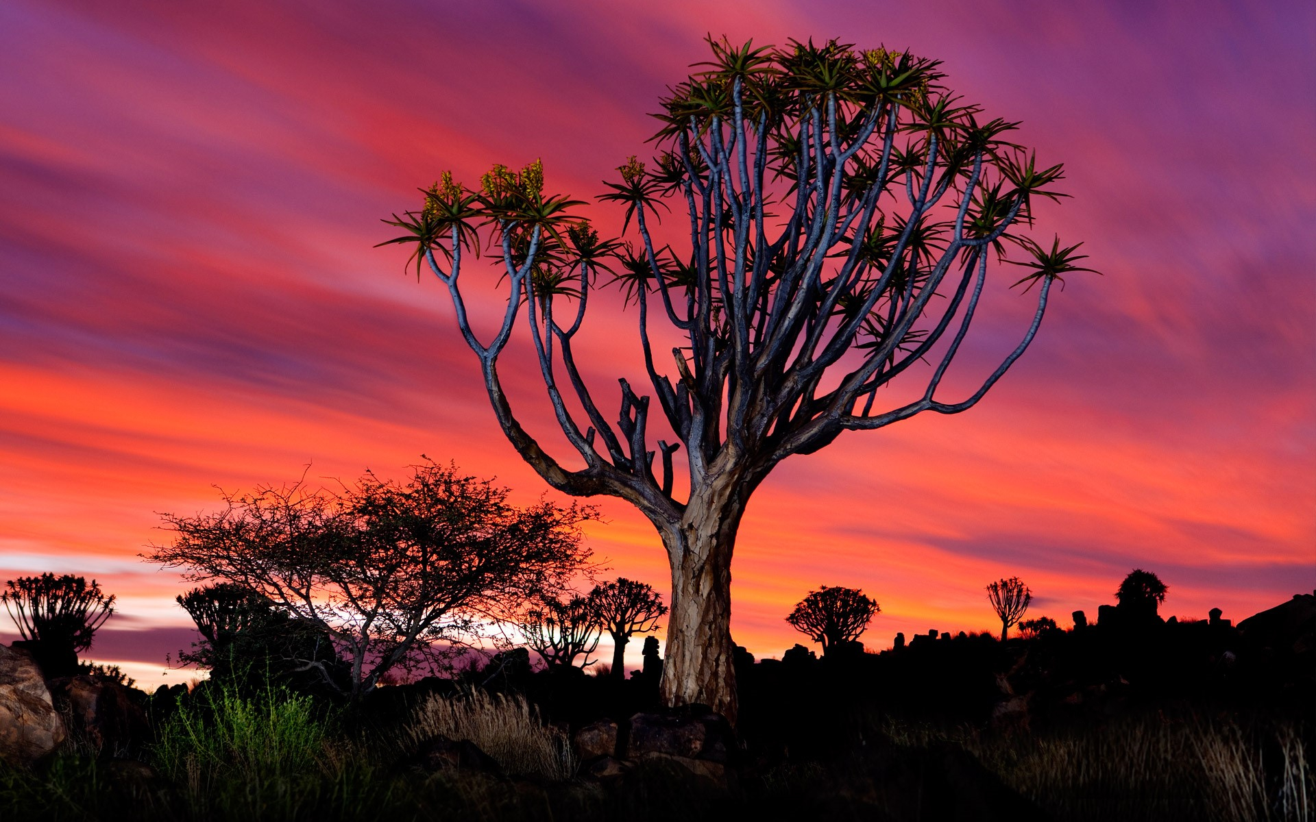 Earth Forest Namibia Quiver Tree Sunset Tree 1920x1200