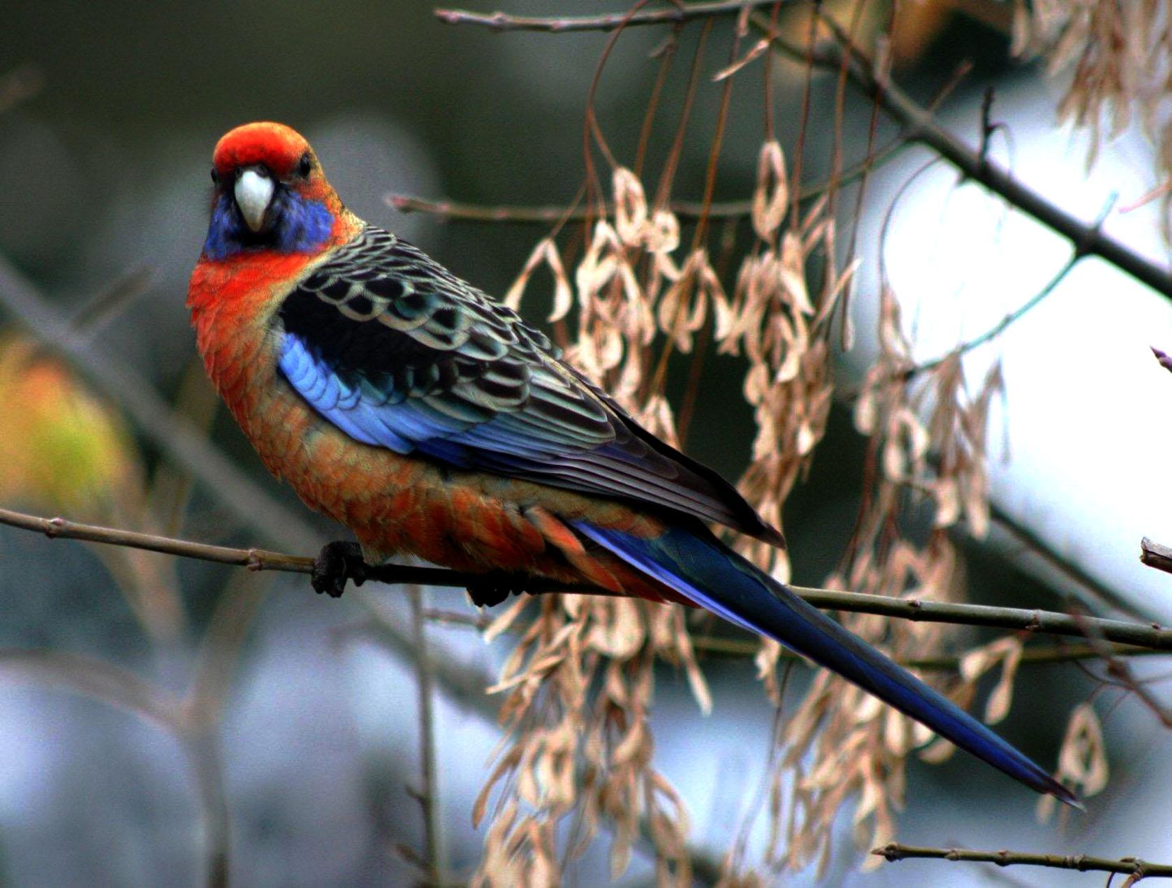 Bird Crimson Rosella 1678x1271