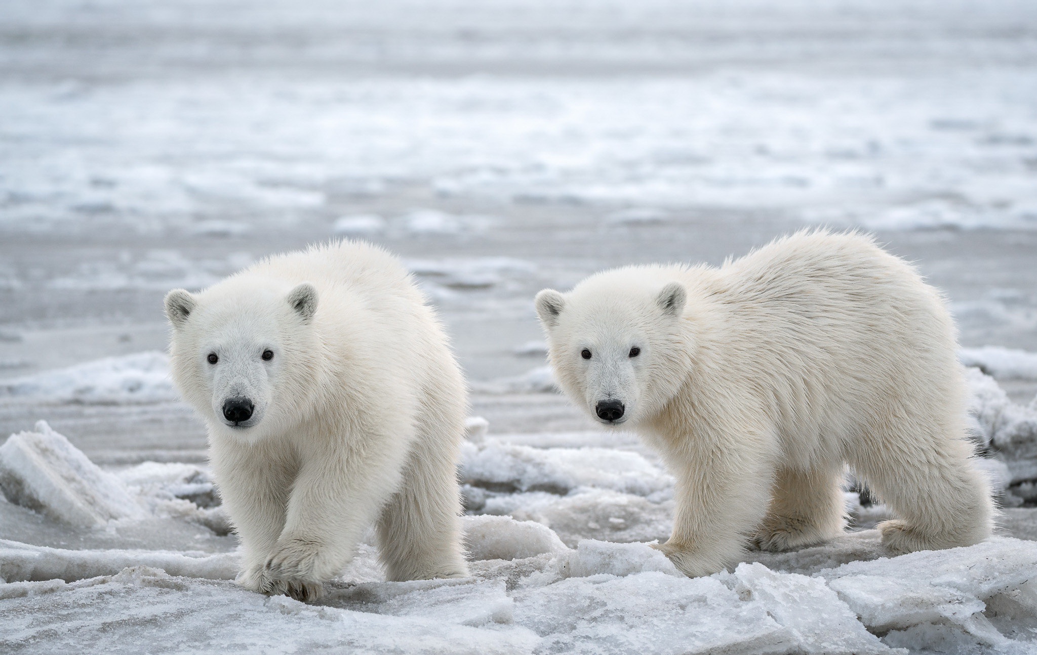 Animals Mammals Polar Bears Bears 2048x1295