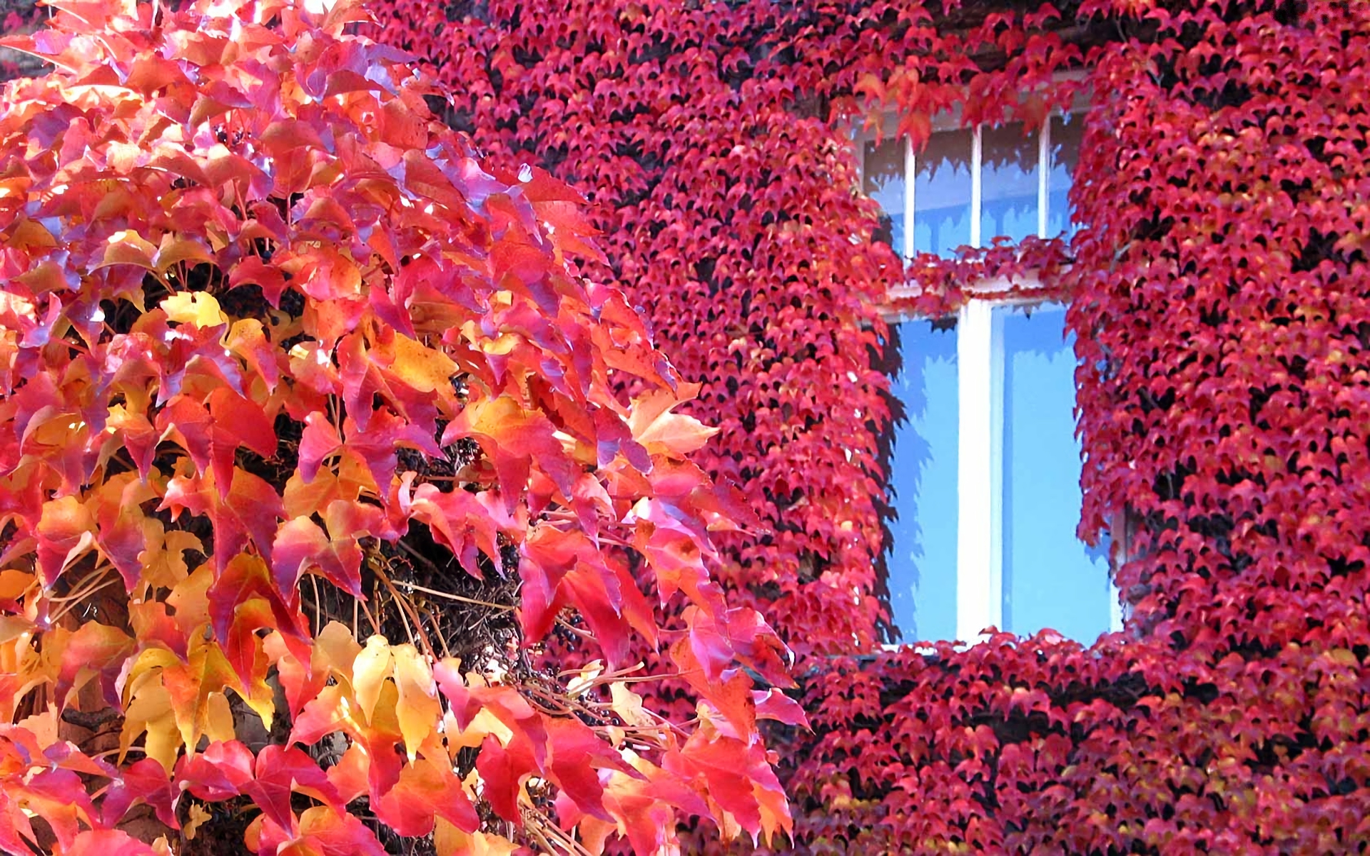 Earth Fall Foliage Ivy Tree 1920x1200