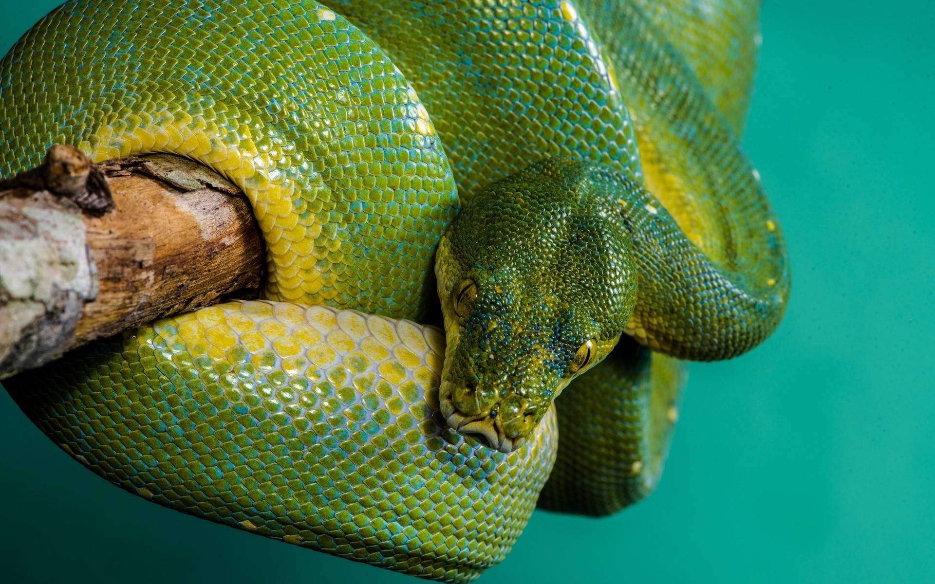 Green Python Snake 1920x1200