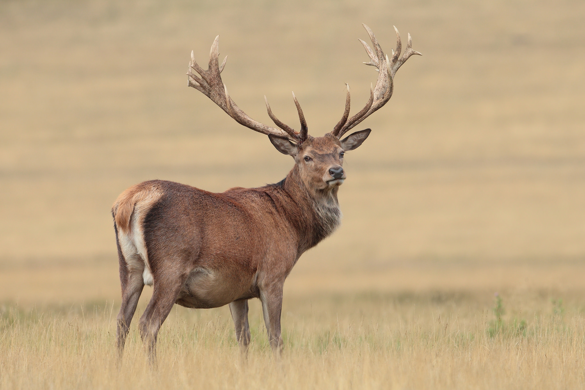 Deer Stag Wildlife 2048x1365