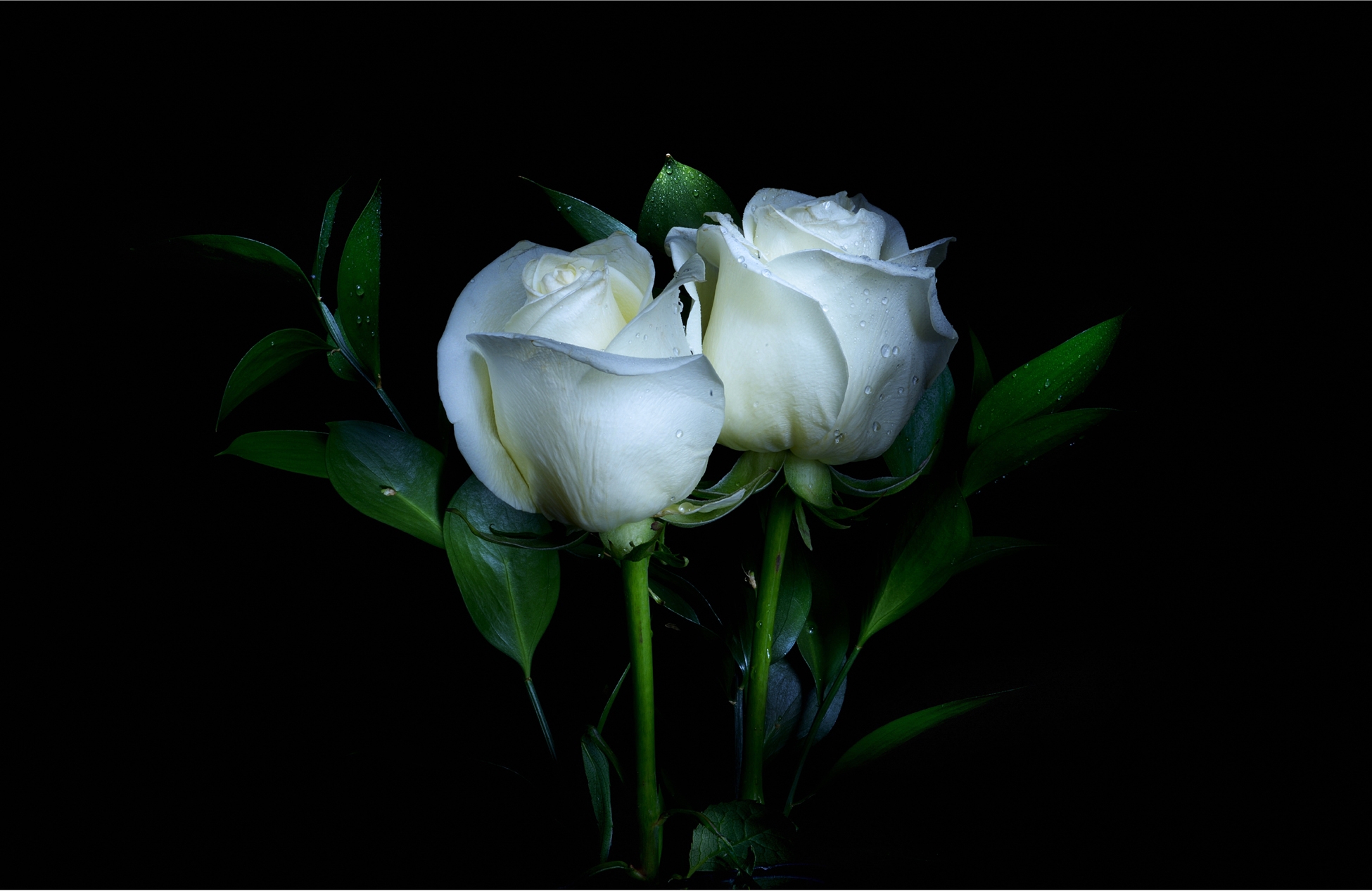 Earth Flower Rose White Flower White Rose 1950x1267