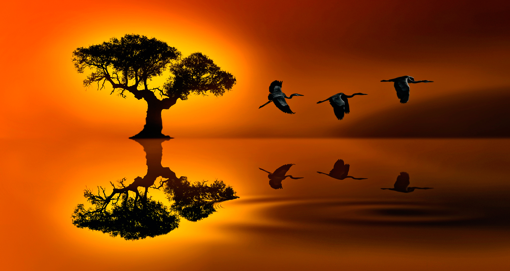 Bird Crane Earth Flying Reflection Sunset Tree 2048x1089