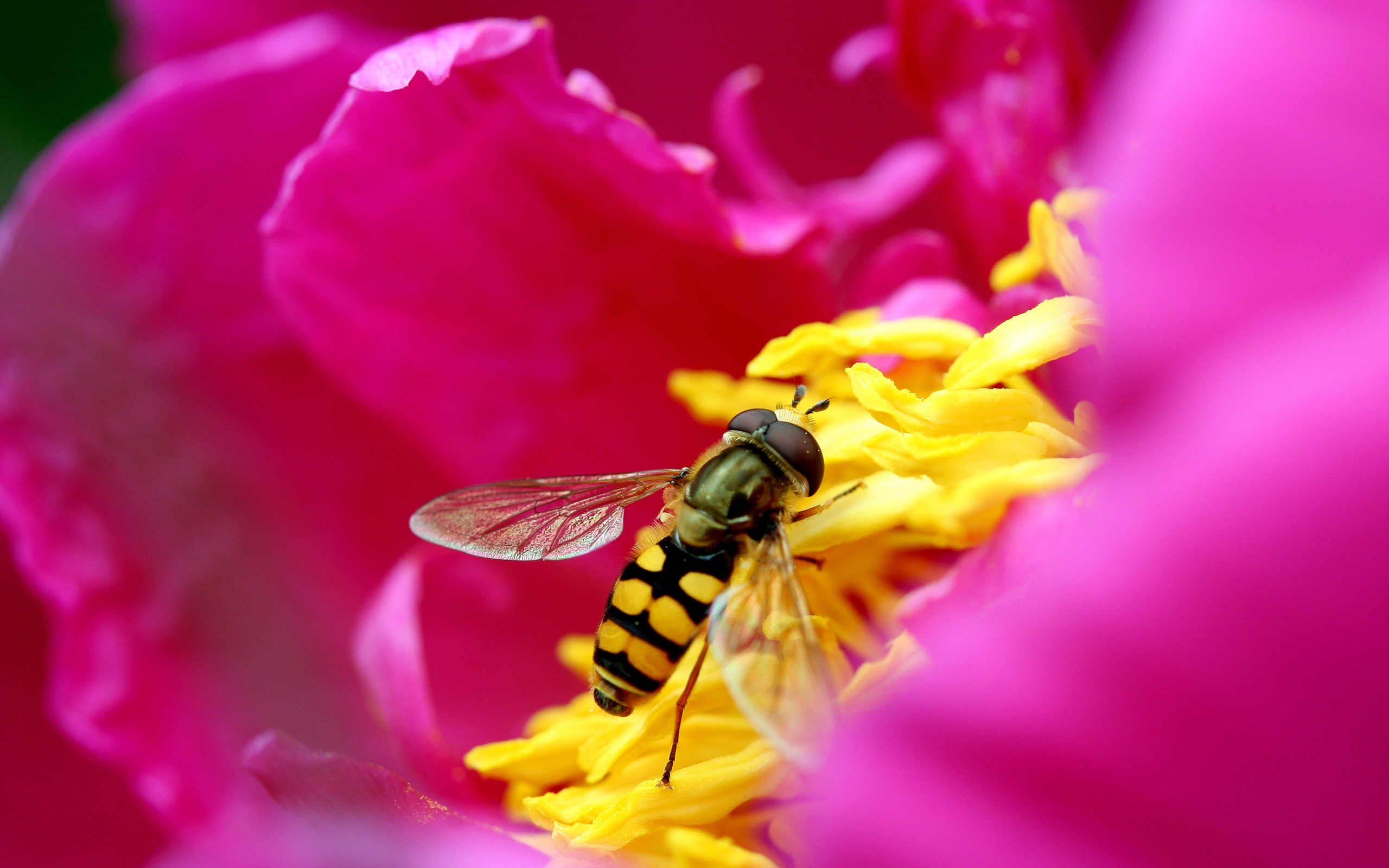 Animal Hoverfly 2560x1600