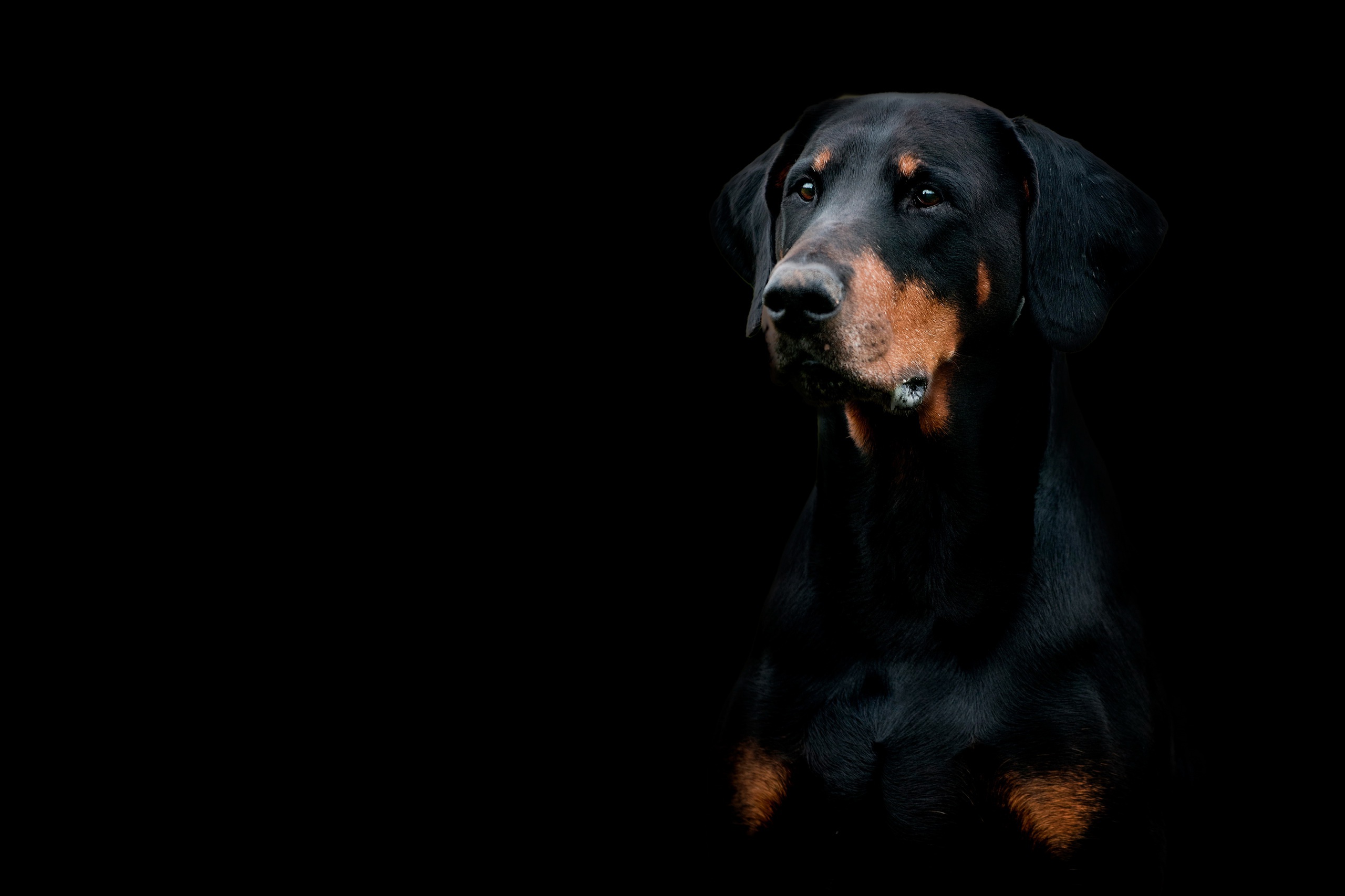 Doberman Pinscher Dog Muzzle 2560x1707
