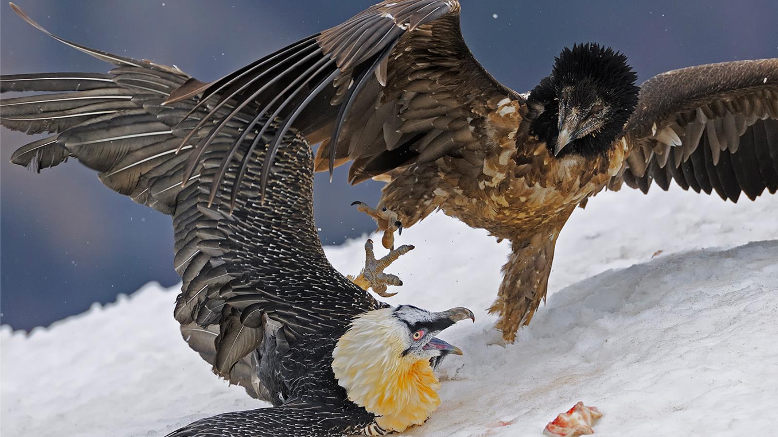 Animal Vulture 1600x900