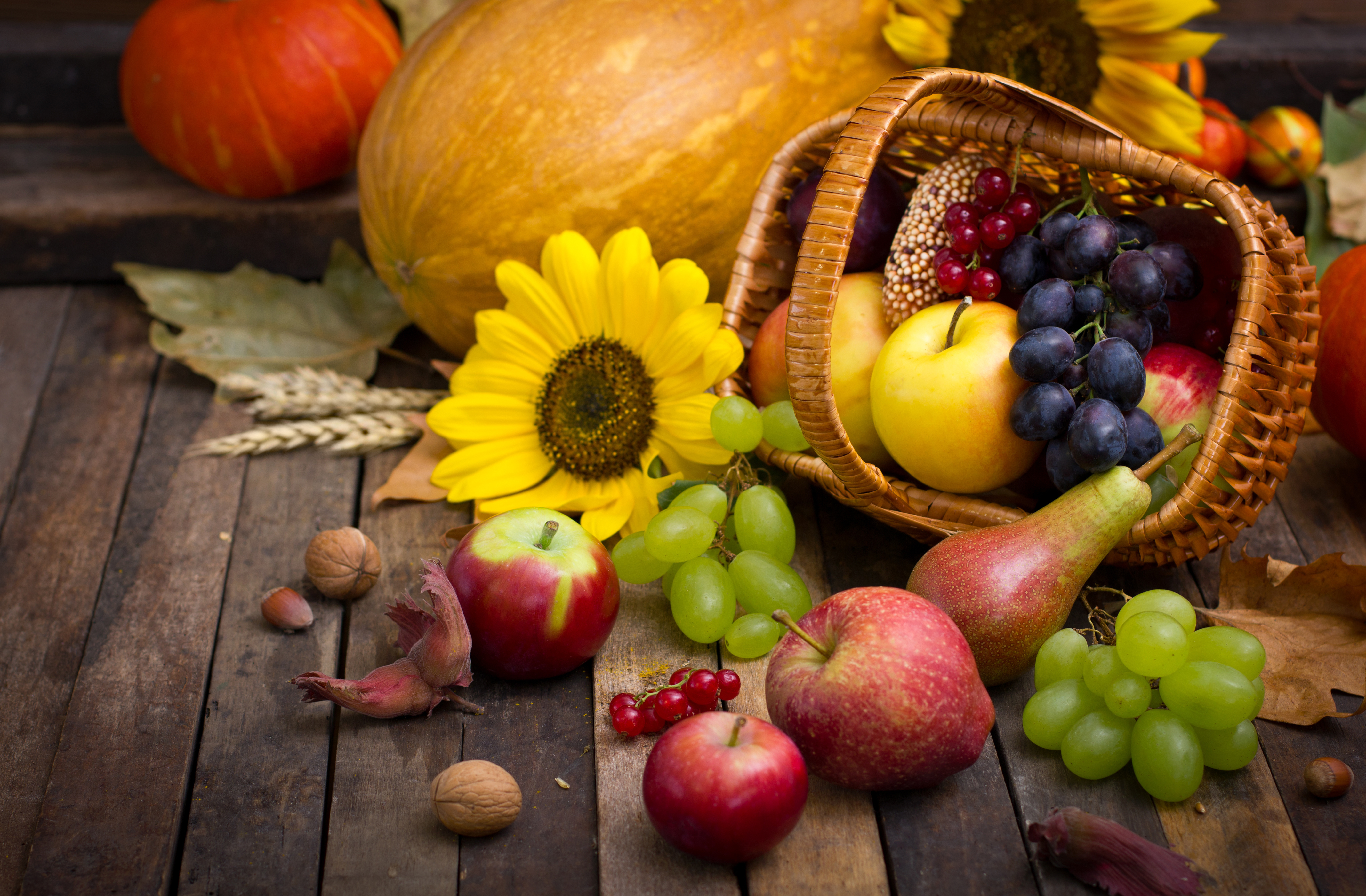 Apple Fall Grapes Harvest Pear Still Life Sunflower 7000x4594