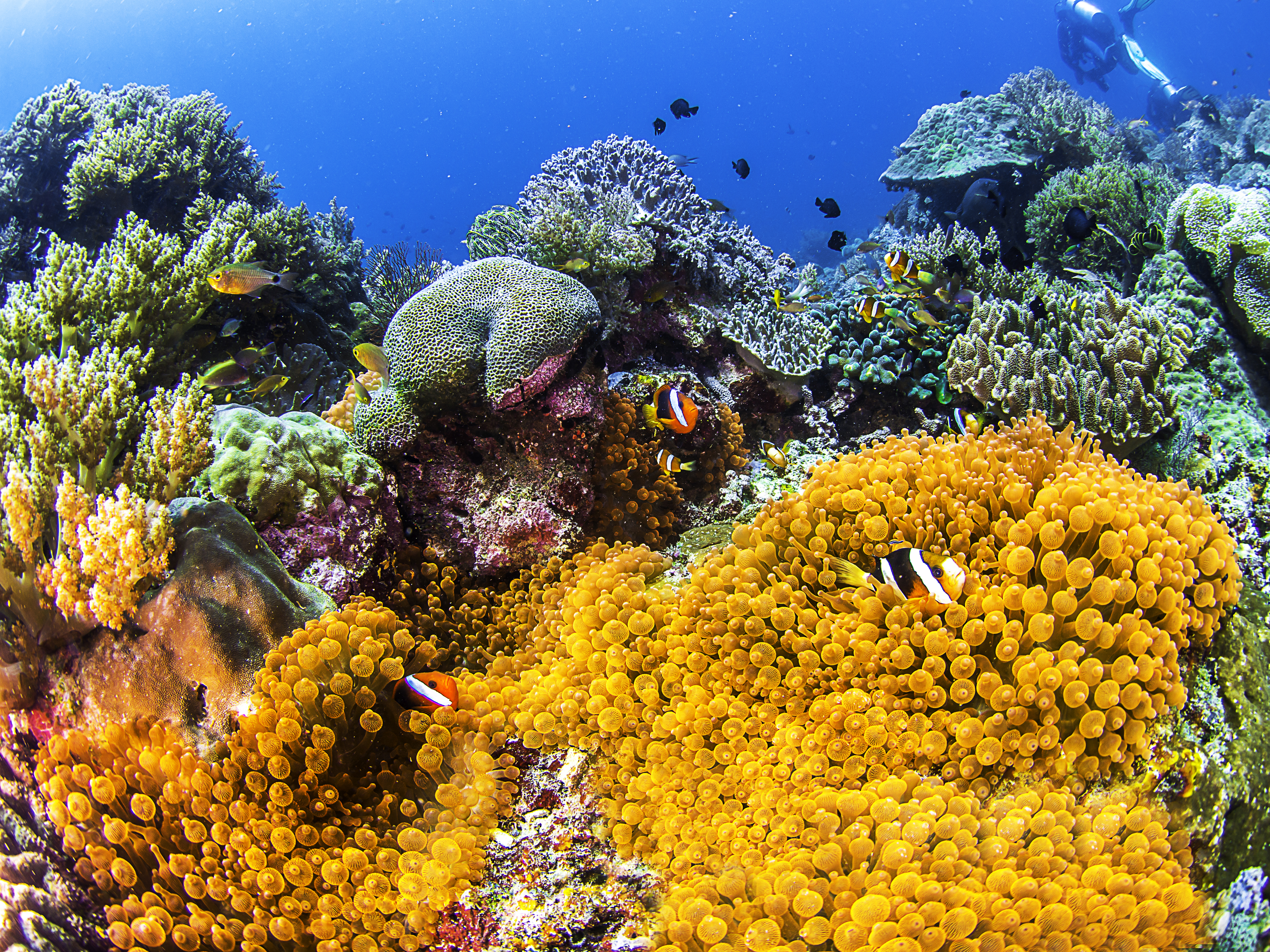 Clownfish Coral Fish Sea Anemone Sea Life Underwater 4000x3000