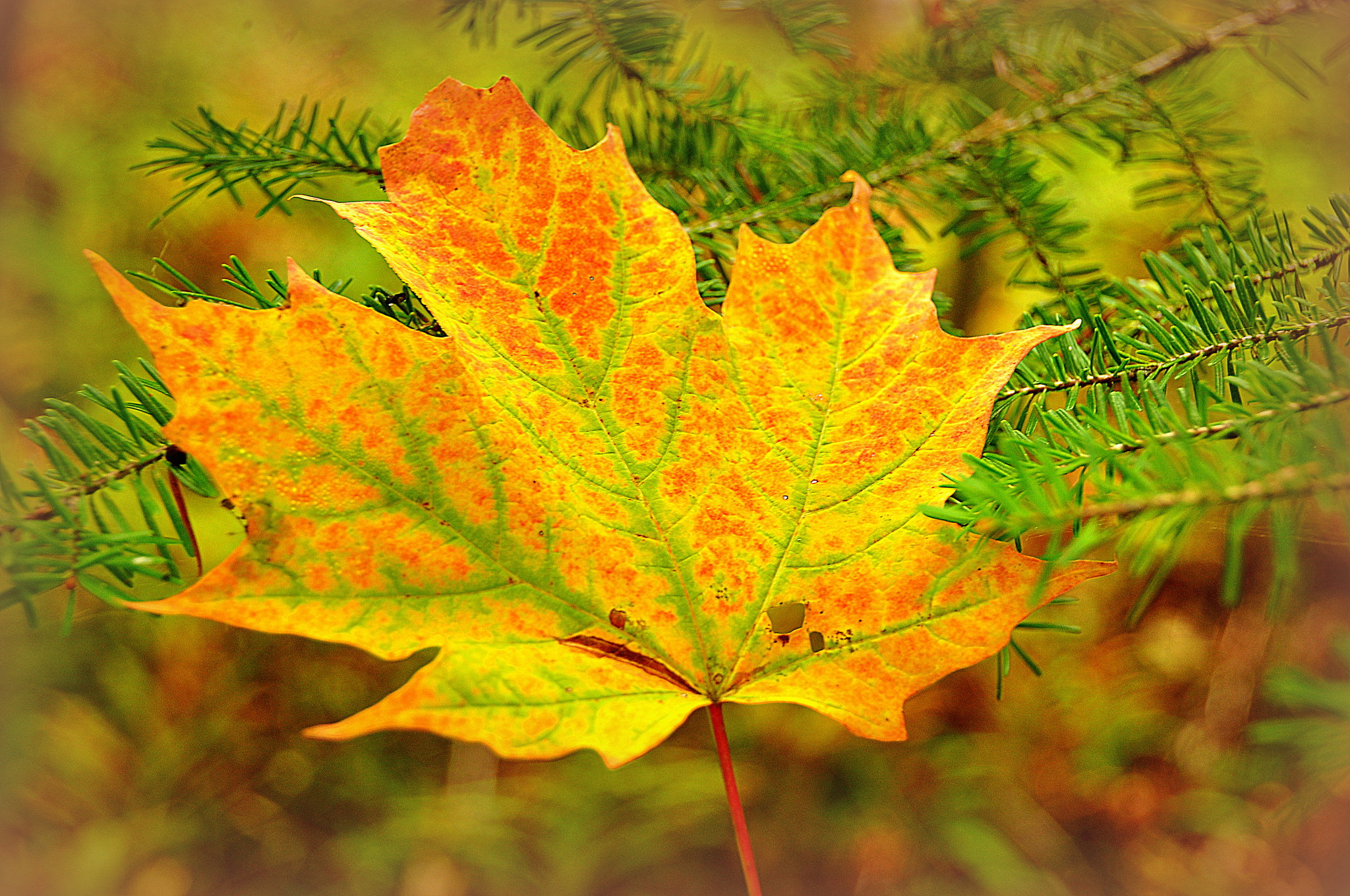 Bokeh Bright Fall Leaf Maple Leaf Nature 2048x1360