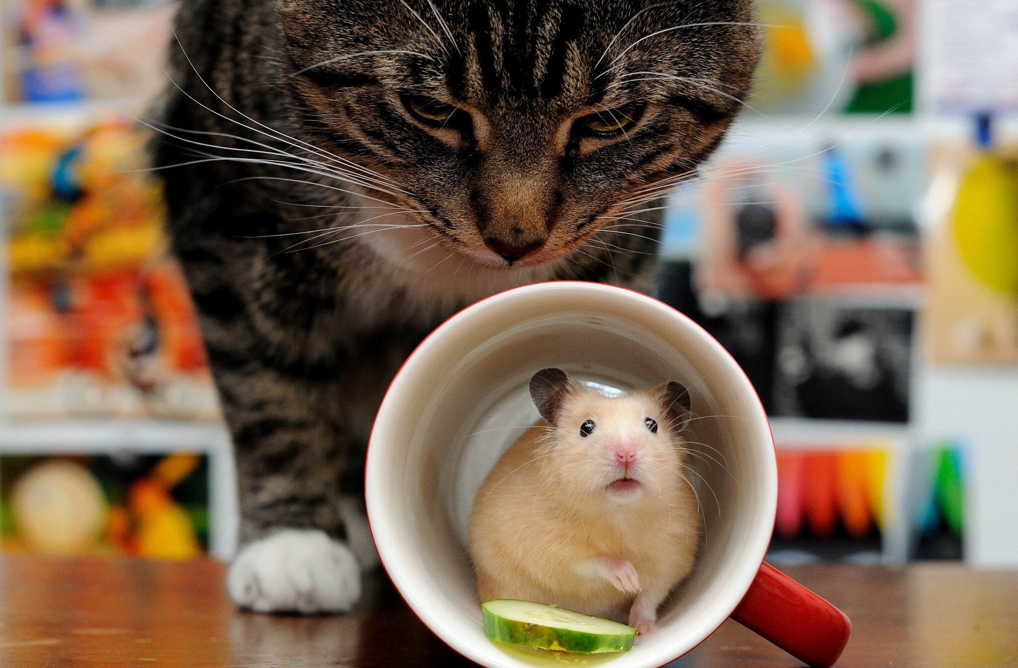 Cat Cup Hamster Rodent 2048x1343