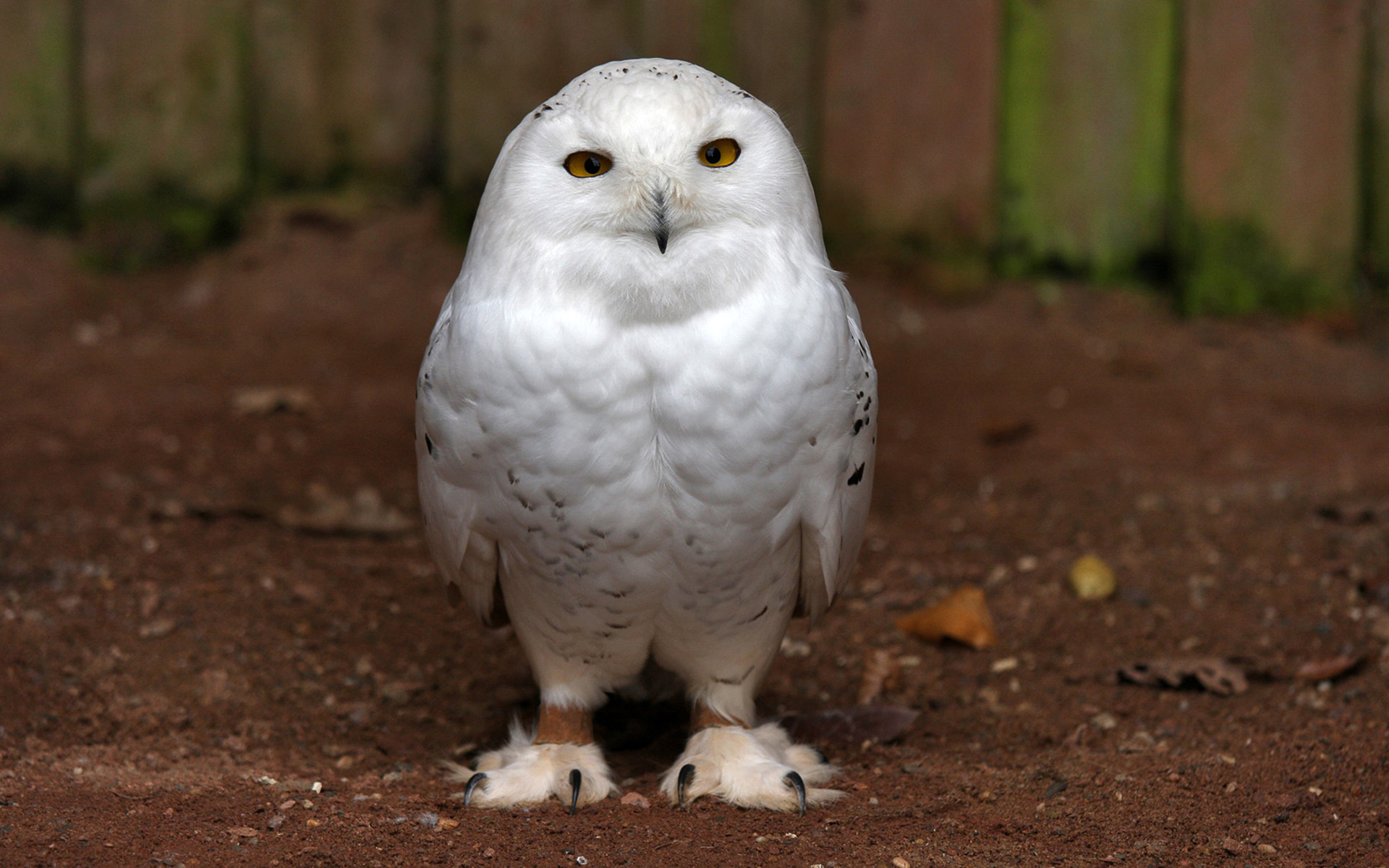 Animal Snowy Owl 1920x1200